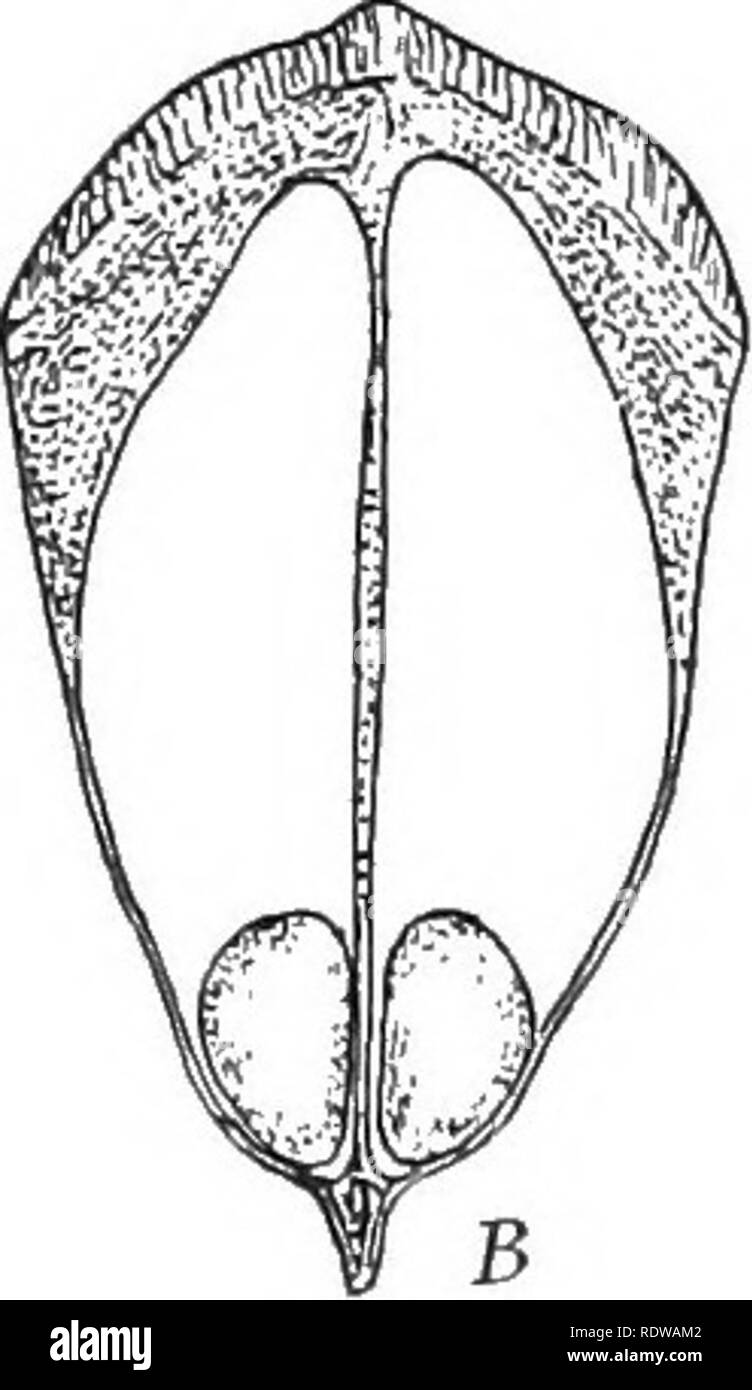 . Textbook of botany. Botany. Fig. 76. — J, a mature macrospore leaf bearing seeds, seen from the lower side. B, the same, seen from above. C, a single seed with its wing. which is hard and resistant, and an inner one which is very thin and papery. The tissues of the ovule (inside the integ- ument) have been largely destroyed by the growth of the female plant; but something of them remains in the mature seed in the form of a cap over the micropylar end of the female plant. The female plant in turn has been parth' used as food for the embryo; but much of its tissue remains, sur- rounding the em Stock Photo