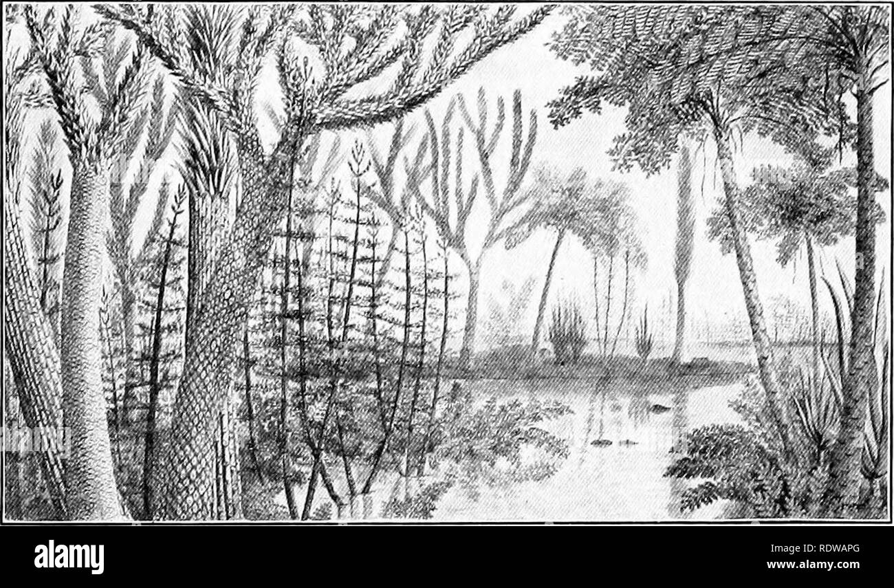 . Textbook of botany. Botany. THE BRACKEN FERN ill grow in a conelike group as do the spore