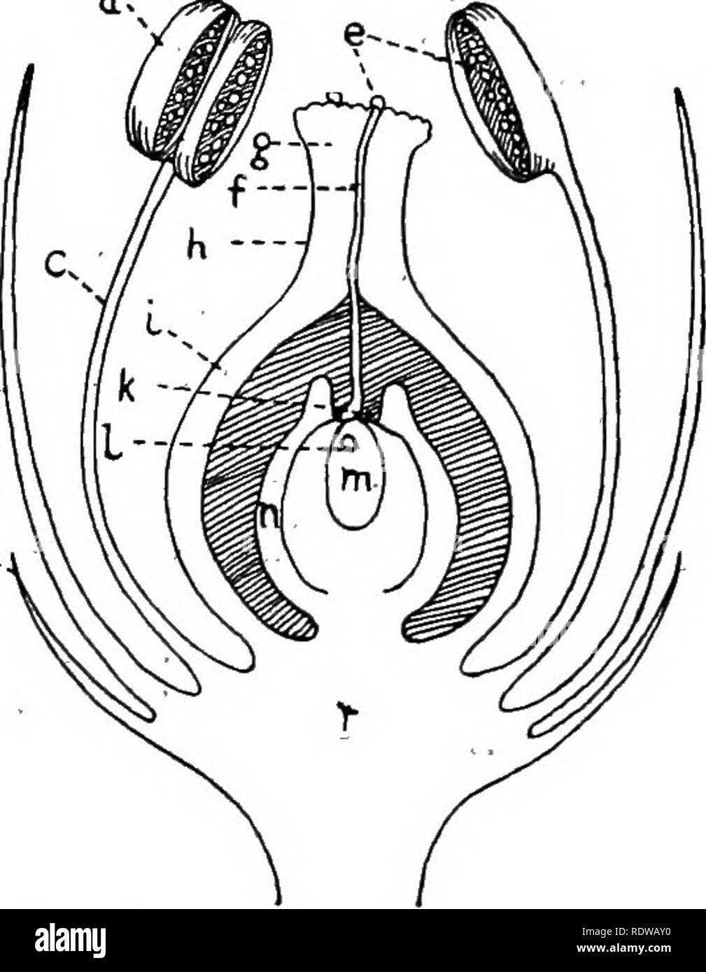 British Plants Their Biology And Ecology Botany Botany Plant Ecology Reproduction By Seed 163 Is Formed Inside A Large Ceu The Embryo Sac Which Is Developed M The Tissues Of The Ovule The British Plants Their Biology And Ecology Botany Botany Plant Ecology Reproduction By Seed 163 Is Formed Inside A Large Ceu The Embryo Sac Which Is Developed M The Tissues Of The Ovule The