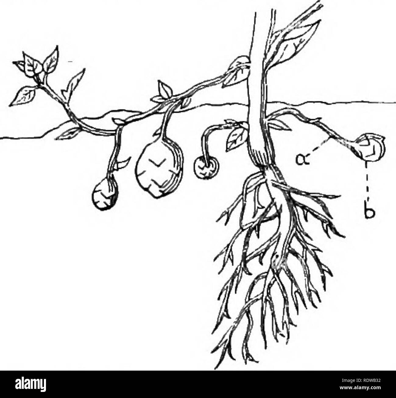 Swollen roots Cut Out Stock Images & Pictures Alamy