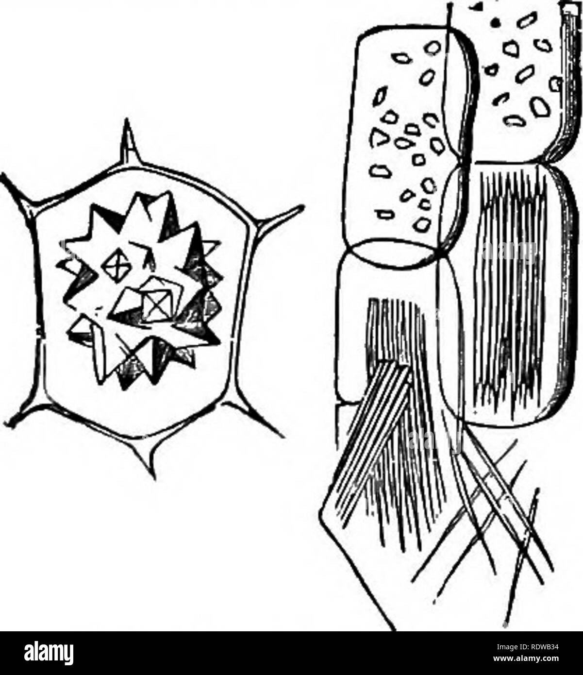 . Botany for high schools and colleges. Botany. 60 BOTANT.. Pig. 46 ...