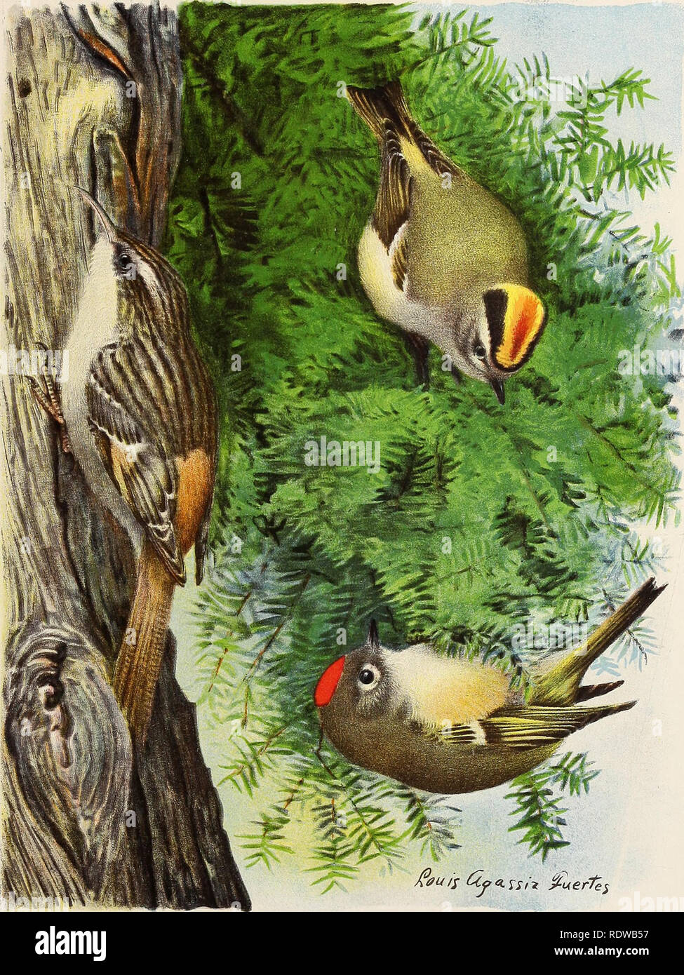 . The economic value of birds to the state ... . Upper figure, GOLDEN-CROWNED KINGLET Lower figure, RUBY-CROWNED KINGLET Left-hand figure, BROWN CREEPER NATURAL SIZE.. Please note that these images are extracted from scanned page images that may have been digitally enhanced for readability - coloration and appearance of these illustrations may not perfectly resemble the original work.. Chapman, Frank M. (Frank Michler), 1864-1945. [n. p. ] Stock Photo