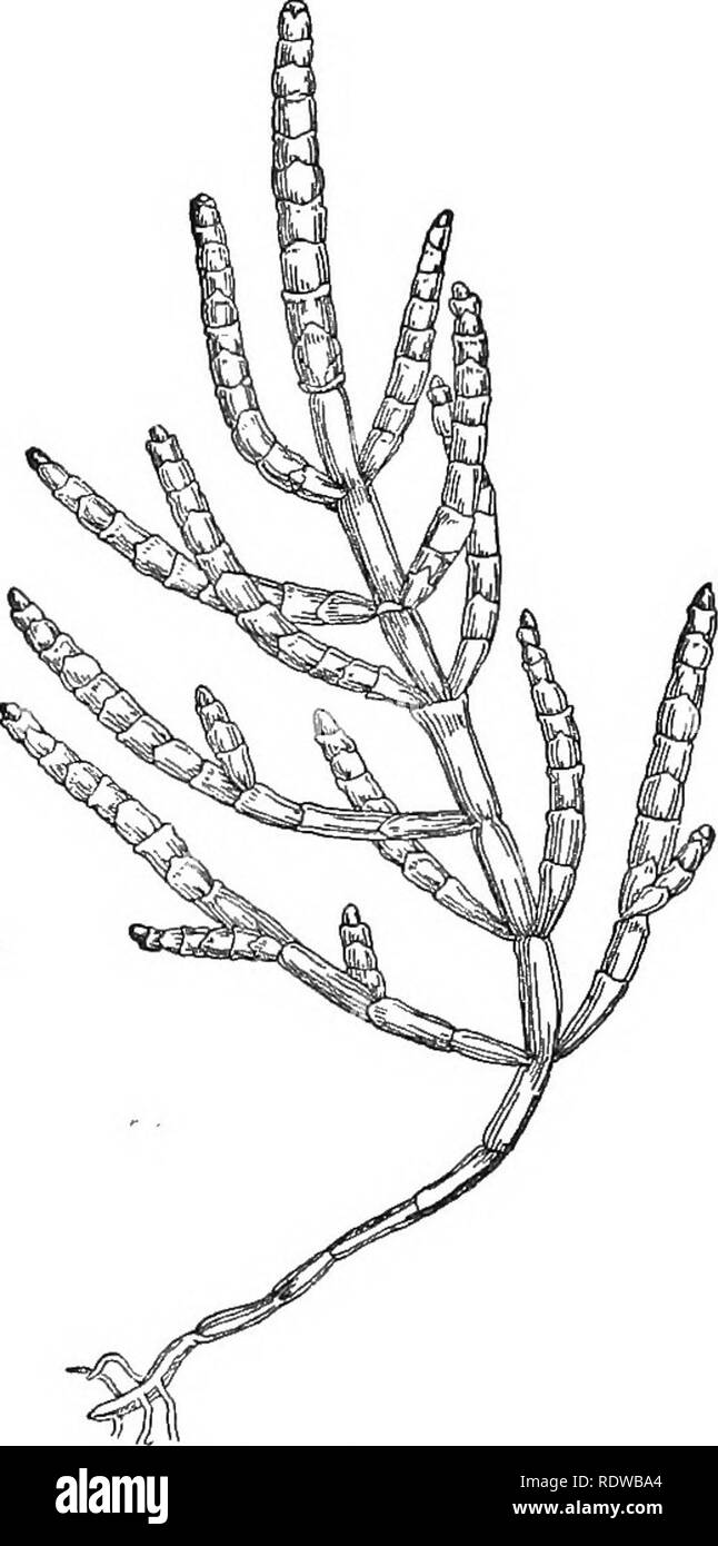 . British plants; their biology and ecology. Botany; Botany; Plant ...