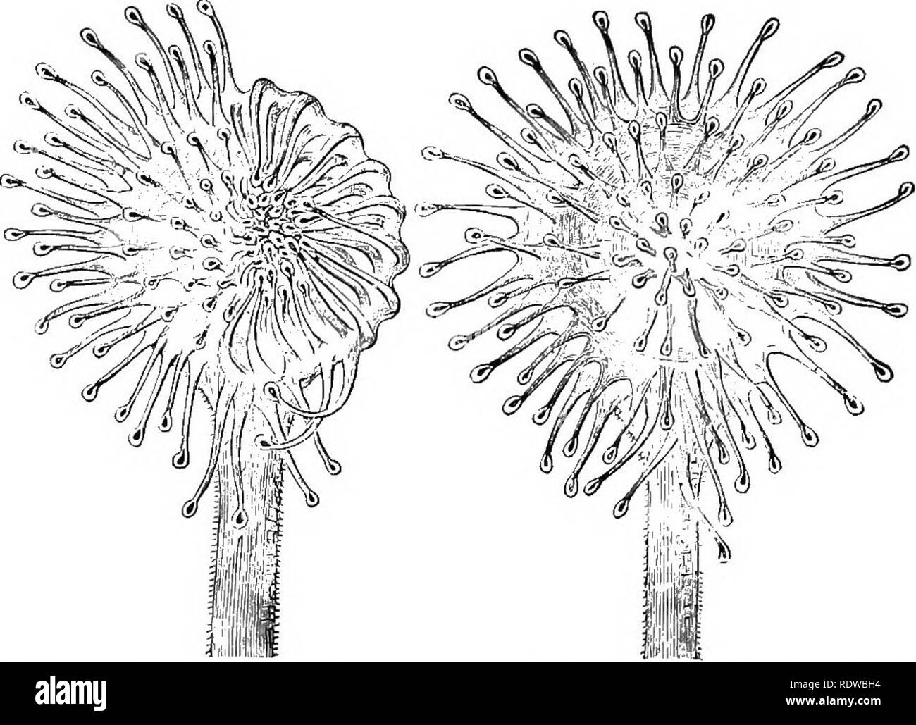 . Plants; a text-book of botany. Botany. THE NUTRITION OF PLANTS. 159' the water, and if it attempts to escape by crawling up the sides of the urn, the thicket of downward-pointing hairs prevents. If it seeks to fly away from the rim, it flics towards the translucent spots in the hood, which look like the way of escape, as the direction of entrance is in the shadow of the hood. Pounding against the hood, the fly falls into the tvibe. This Southern pitcher plant is known. Via. 150. Two leaves of a sim-dew. The one to the right has its glandular hairs fully expanded ; tlu' one to the left shows  Stock Photo