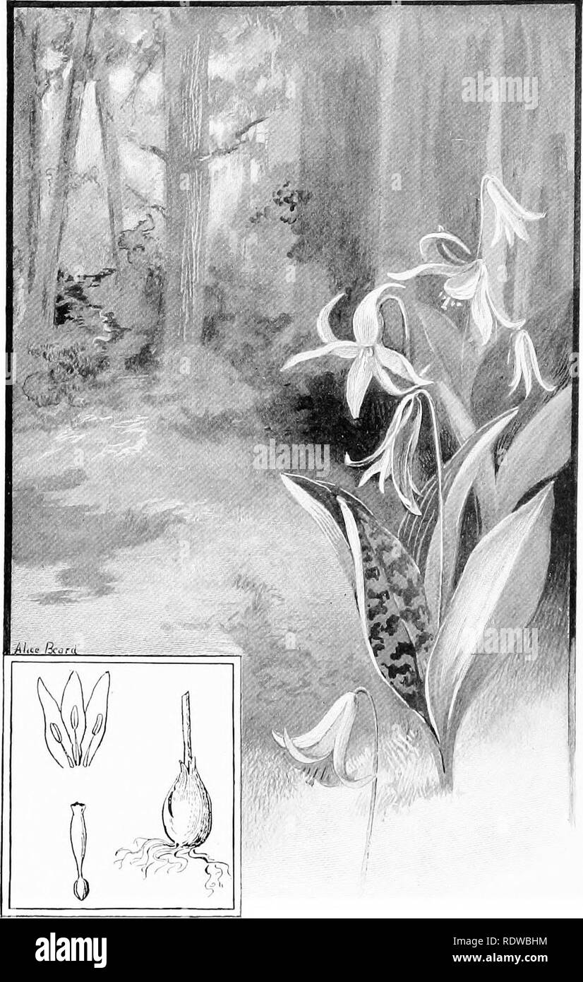 . Plants; a text-book of botany. Botany. Pio. 144. A common epring plant (dog-tooth violet) which gicns in deciduous forests. The large mottled leaves and the conspicuous flowers are sent rapidly ahove the surface from tlie subtcrraiuaii bulb (see cut iu the left lower corner), where are also seen dissected out some petals and stamens and the pisUI.. Please note that these images are extracted from scanned page images that may have been digitally enhanced for readability - coloration and appearance of these illustrations may not perfectly resemble the original work.. Coulter, John Merle, 1851- Stock Photo