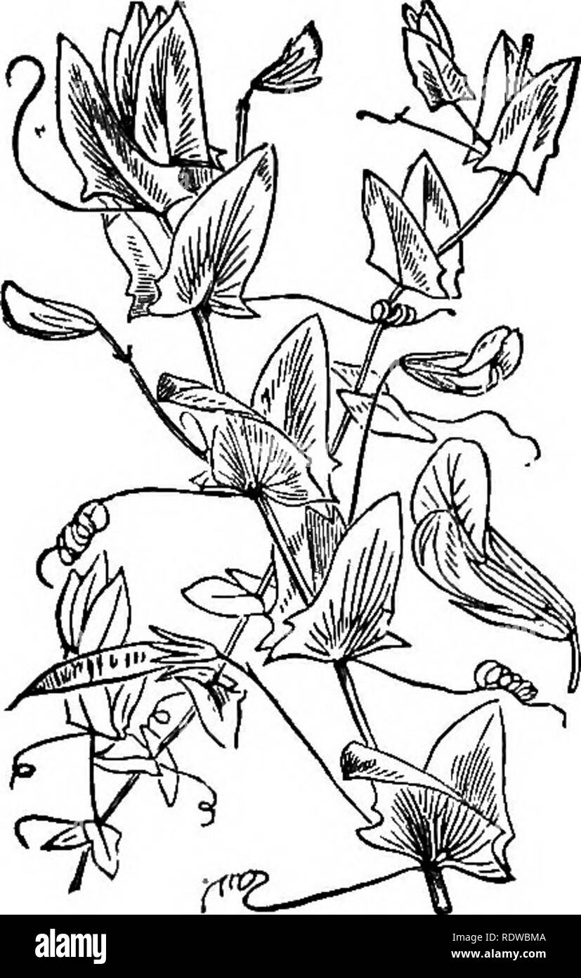 . Flowers, fruits and leaves. Botany; Flowers; Seeds; Leaves. Fig. IZ.—Lathyna niger. Fig. 89.—Lathyrus apkaca. unlike its congeners. Fig. 88 represents L. niger with leaves of the ordinary type. In the yellow pea {L. aphaca, Fig. 89), the general aspect is very different, but it will be seen on a closer inspection that the leaves are really absent, or, to speak more correctly, are reduced to tendrils, while the stipules, on the contrary, are, in compensation, considerably enlarged. They must not, therefore, be compared. Please note that these images are extracted from scanned page images that Stock Photo