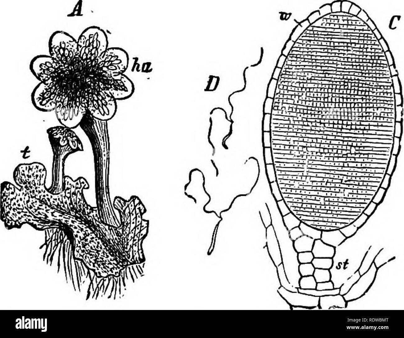 . The essentials of botany. Botany. BBTOPHYTA. 185 masses of cells in small cups 4 to 6 millimetres (^ inch) in diameter (Ji and O, Fig. 101). They are in reality hairs (triohomes) whose upper cells have repeatedly divided so as to form flattish masses. When these fall off they grow directly into new plants. 388. The antherids of Liverworts are more or less globu- lar, stalked bodies (Fig. 102, C), usually immersed in little depressions in the plant-body. They are to be regarded as hairs (triohomes) whose end cells have become greatly in-. Fio. 103.—^, a portion of Common Liverwort (Marchantia Stock Photo