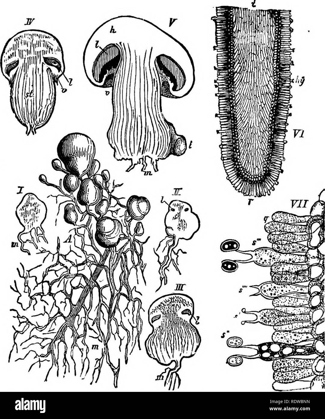 Nature and development of plants . The basal portion of the sporo-phyte  develops into a massive foot, often provided with rhizoidal-like  outgrowths, which serve as a very efficient absorbing organ.The upper  portions