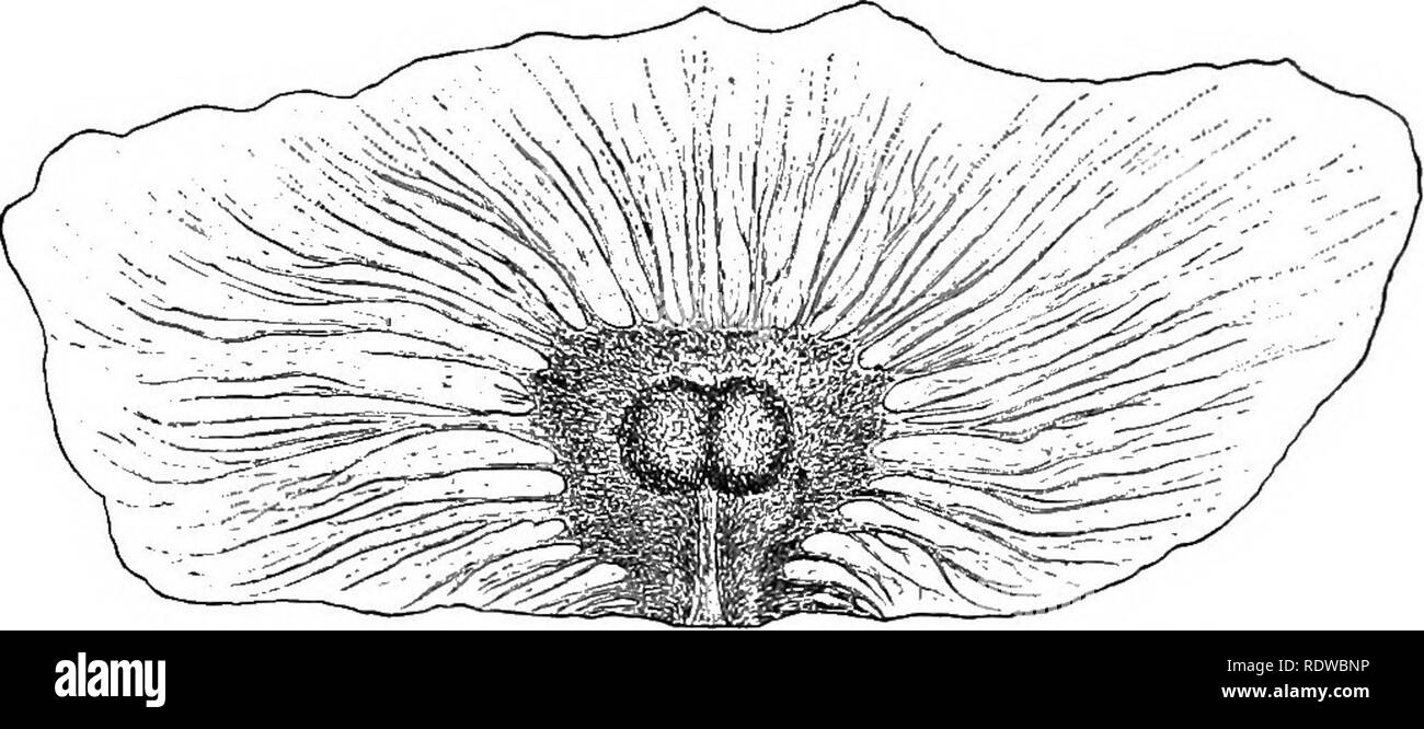 Plants A Text Book Of Botany Botany Reproductive Organs 115 Fig 115 A Winged Seed Of Bignonia After Strasburger Spores Called Pollen And Occasionally Falling Npon The Right Sjdot For Germination With Such Plants A Text Book Of Botany Botany Reproductive Organs 115 Fig 115 A Winged Seed Of Bignonia After Strasburger Spores Called Pollen And Occasionally Falling Npon The Right Sjdot For Germination With Such