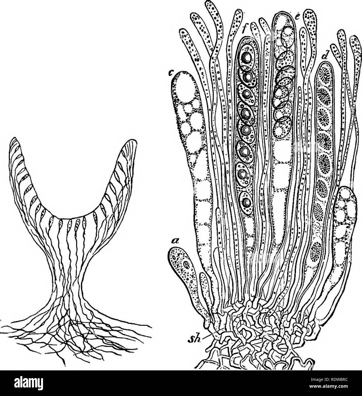 . The essentials of botany. Botany. 162 BOTANY. the size and form of tLe spore-fruit. Some of the filaments of the spore-fruit become enlarged into sacs in which spores are developed (Fig. 88), while the others make up the sterile. Fio- 87. Fig. 88. Fia. 87.—Diagrammatic vertical section of a Cup-fungus, showing position o( the spore-sacs. Fig. 88.—a few spore-sacs of a Cup-fungus (Peziza oonvexula). in various stages of development, a, youngest, to/, oldest. The slender filaments (paraphyses) belong to the sterile tissue. Magnified 550 times. or protective tissue. The epore-sacs grow so that  Stock Photo