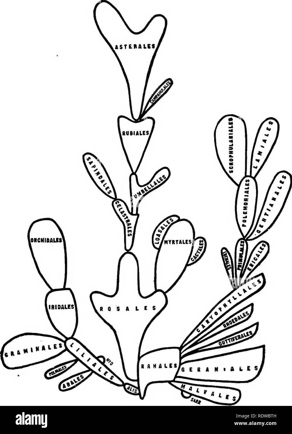 . The essentials of botany. Botany. Chart to Show Relationship op the Ordehs of Anthophtta. APPROXIMATE NUMBERS OP SPECIES IN THE ORDERS OF ANTHOPHYTA. Alismatales, 409; LUiales, 3370; Arales, 1052; Palmales, 1085; Graminales, 5795; Hydrales, 53; Iridales, 4419; Orchidales, 7578; Ranales, 5551; Malvales, 3829; Sarraoeniales, 66; Geraniales, 9268; Guttiferales, 3138; Rhoedales, 2856; Caryophyllales, 4330; Primulales, 1581; Ericales, 1730; Ebenales, 1136; Polemoniales, 4112; Gentian- ales, 4664; Scrophulariales, 7081; Lamiales, 4119; Resales, 14261; Myrtales, 7323; Cactales, 1168; Loasales, 1392 Stock Photo