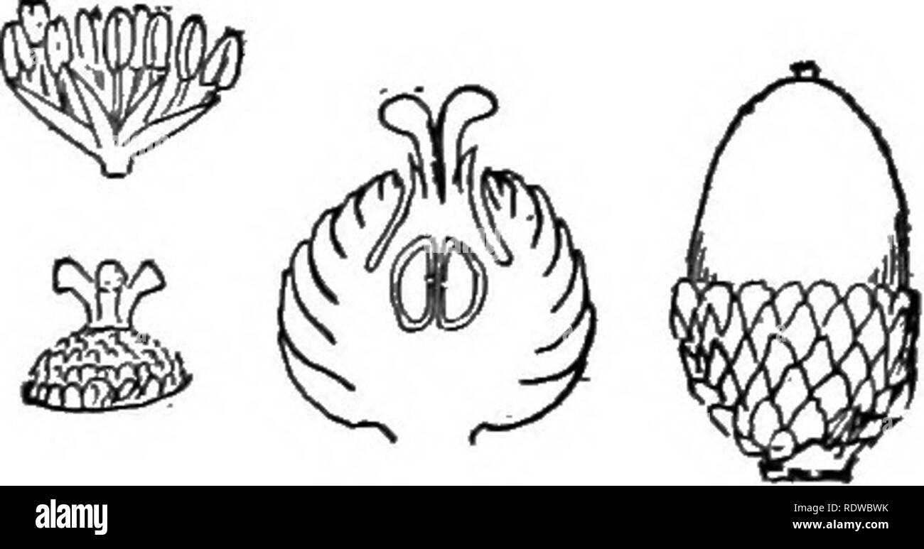 . The essentials of botany. Botany. CUP FLOWERS 311 pistillate flower in each scaly cup-like involucre consists of a tricarpellary pistil, wholly covered by a thin cup bearing on its margin the very minute perianth (calyx). The fruit is a thin, tough-shelled nut (&quot;acorn&quot;) usually with but one large seed. The ripe acorn rests in the enlarged scaly involucre, now known as the acorn cup.. Please note that these images are extracted from scanned page images that may have been digitally enhanced for readability - coloration and appearance of these illustrations may not perfectly resemble  Stock Photo