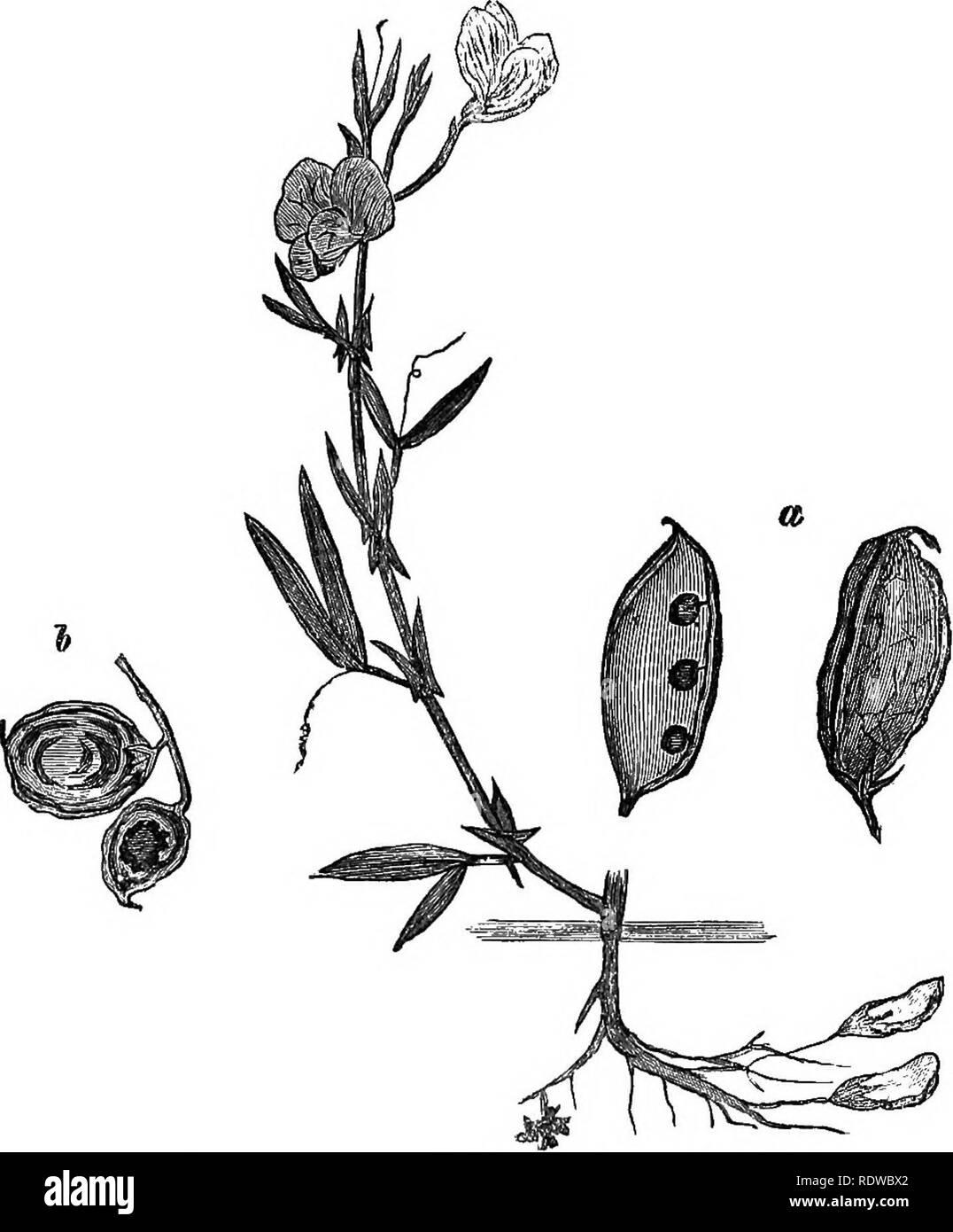 . Flowers, fruits and leaves. Botany; Flowers; Seeds; Leaves. IV.] LATH YR us. 8? species of Vetch, there are two kinds of pods. One of the ordinary form and habit («), the other {b) oval,. Fig i-i.—Lnthyrus nmphicarpos. (After Sowerby.) a, ordinary pods ; t, subterranean pods. pale, containing only two seeds borne on underground stems, and produced by flowers which have no corolla. Again, a species of the allied genus Lathyrus, Fig. S3, L. amphicarpos, affords us another case of the same phenomenon.. Please note that these images are extracted from scanned page images that may have been digit Stock Photo