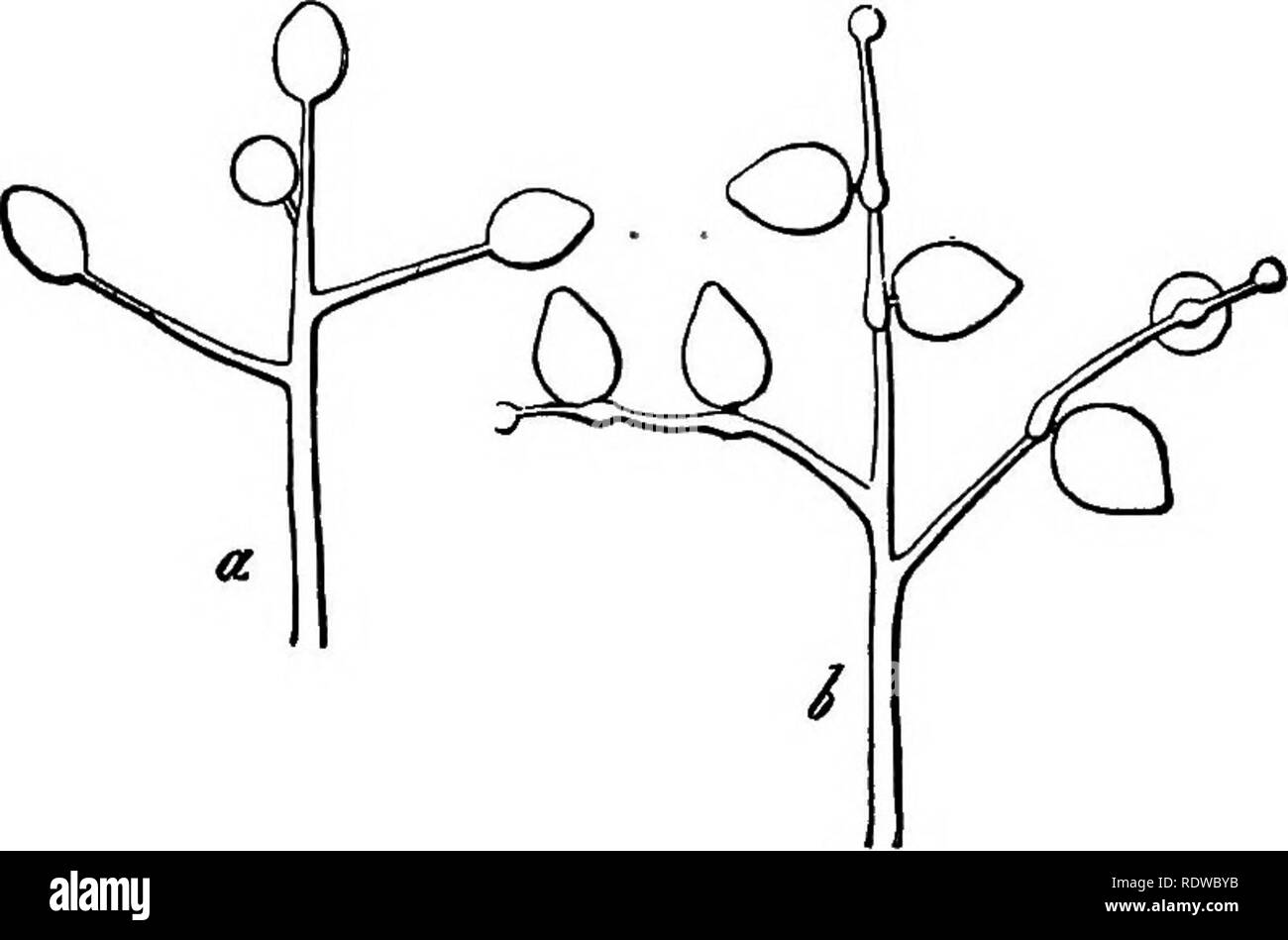 . The essentials of botany. Botany. 140 ^OtAl^f. fungus which protrude through the epidermis of the liost. In the Mildews (species of Peronospora) these branches. Fio. 66.—Showing tips of two conidia-beaiing branches of Potato-mildew (Peronospora infestans). Highly magnified. find their way through the hreathing-pores, and bear their spores singly upon lateral branchlets (Fig. 66); in the White Rusts (species of Cystopus) the conidia-bearing branches collect under the epidermis and rupture it. Here the coni- dia are borne in chains or bead-like rows (Fig. 67). 292. In some species the conidia  Stock Photo