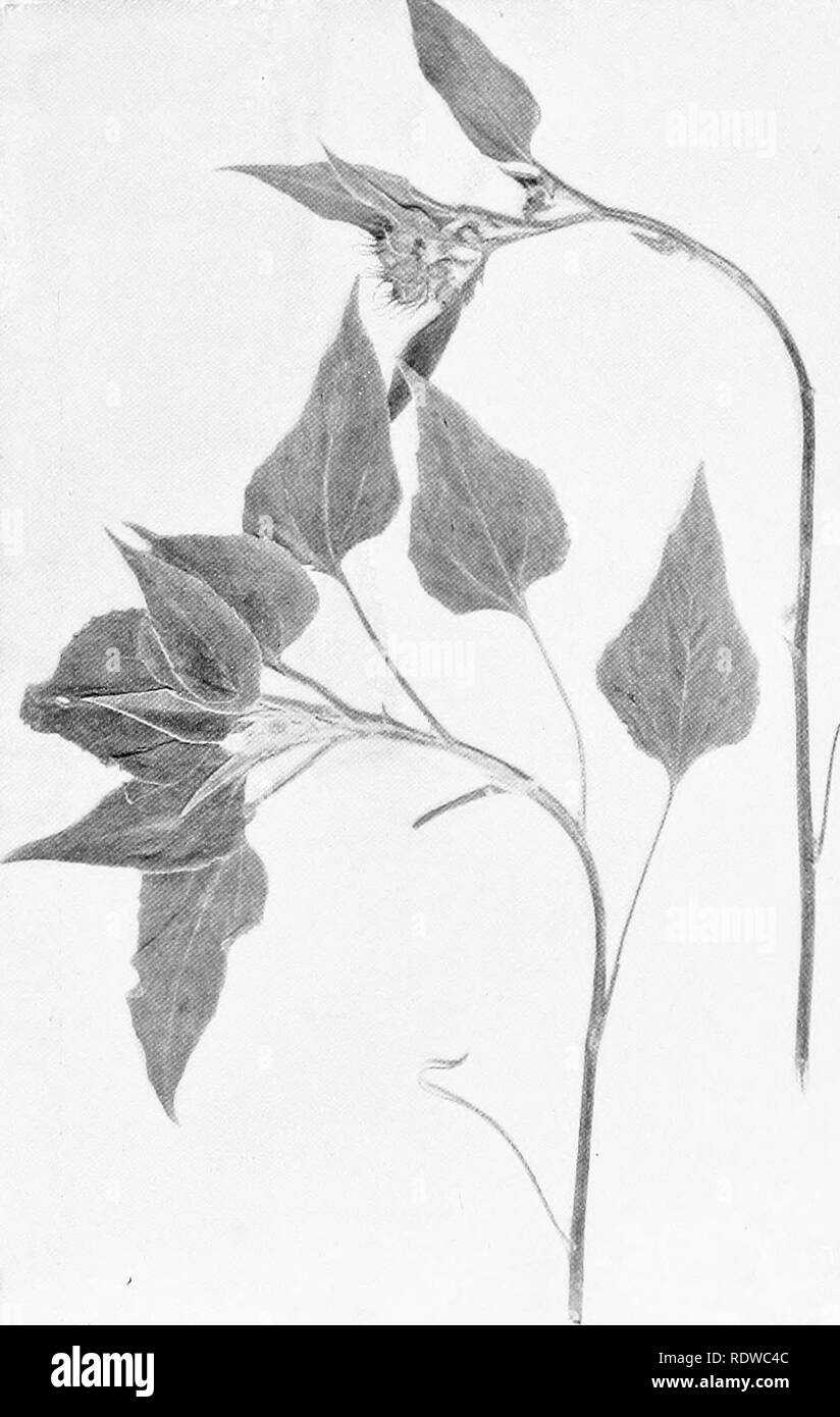 . Plants; a text-book of botany. Botany. Fig. 63. Sunflowers with the upper part of the stem sharply bent towards the light, giving the leaves better exposure.—After Schaffnbr.. Please note that these images are extracted from scanned page images that may have been digitally enhanced for readability - coloration and appearance of these illustrations may not perfectly resemble the original work.. Coulter, John Merle, 1851-1928. New York, D. Appleton and company Stock Photo