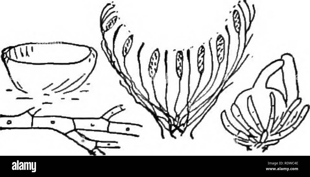. The essentials of botany. Botany. CUP FUNGI 217. Fig. 98.—Peziza, and Pyronema. oogone a slender branch grows out, and becomes the antherid, which soon comes into contact with the tricho- gyne. Fertilization is effected by the passage of the nuclei from the antherid into the trichogyne and from thence into the oogone. As a result numerous branches start out from the oogone, forming the ascogenous hyphae. At the same time their arise numerous sterile hyphae, from the tissues beneath the oogone, and these grow upward inter- mingling with the ascogenous hyphae, forming a dense felted mass, whic Stock Photo