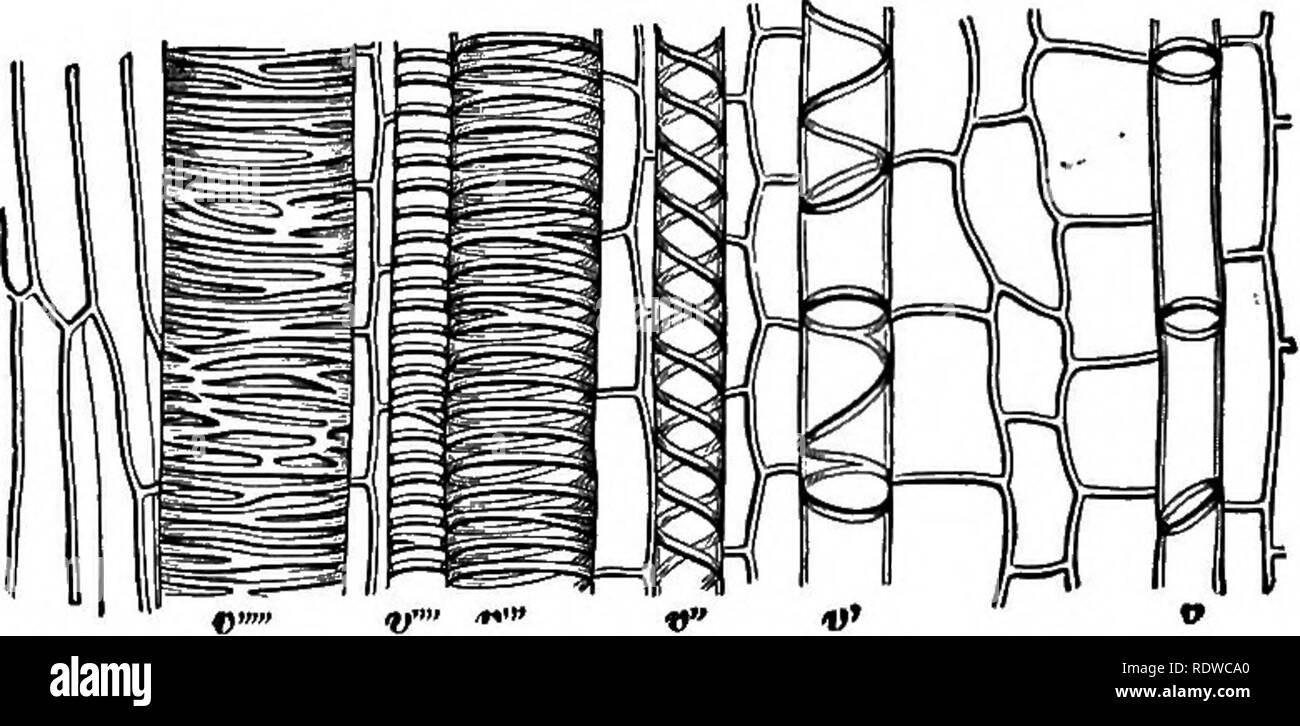 The Essentials Of Botany Botany 4 Botany E Mount Carefully In Pure Water A Piece 2 To 4 Centimetres Of One Of The Young Quot Silks Quot Of Indian Corn The Movement