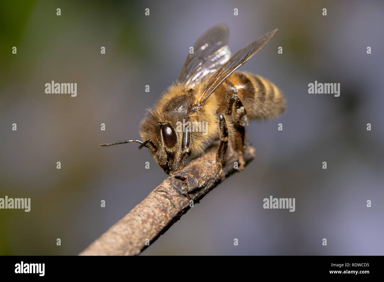 Tired/exhausted Honey bee sitting on a stick with super detailed eyes