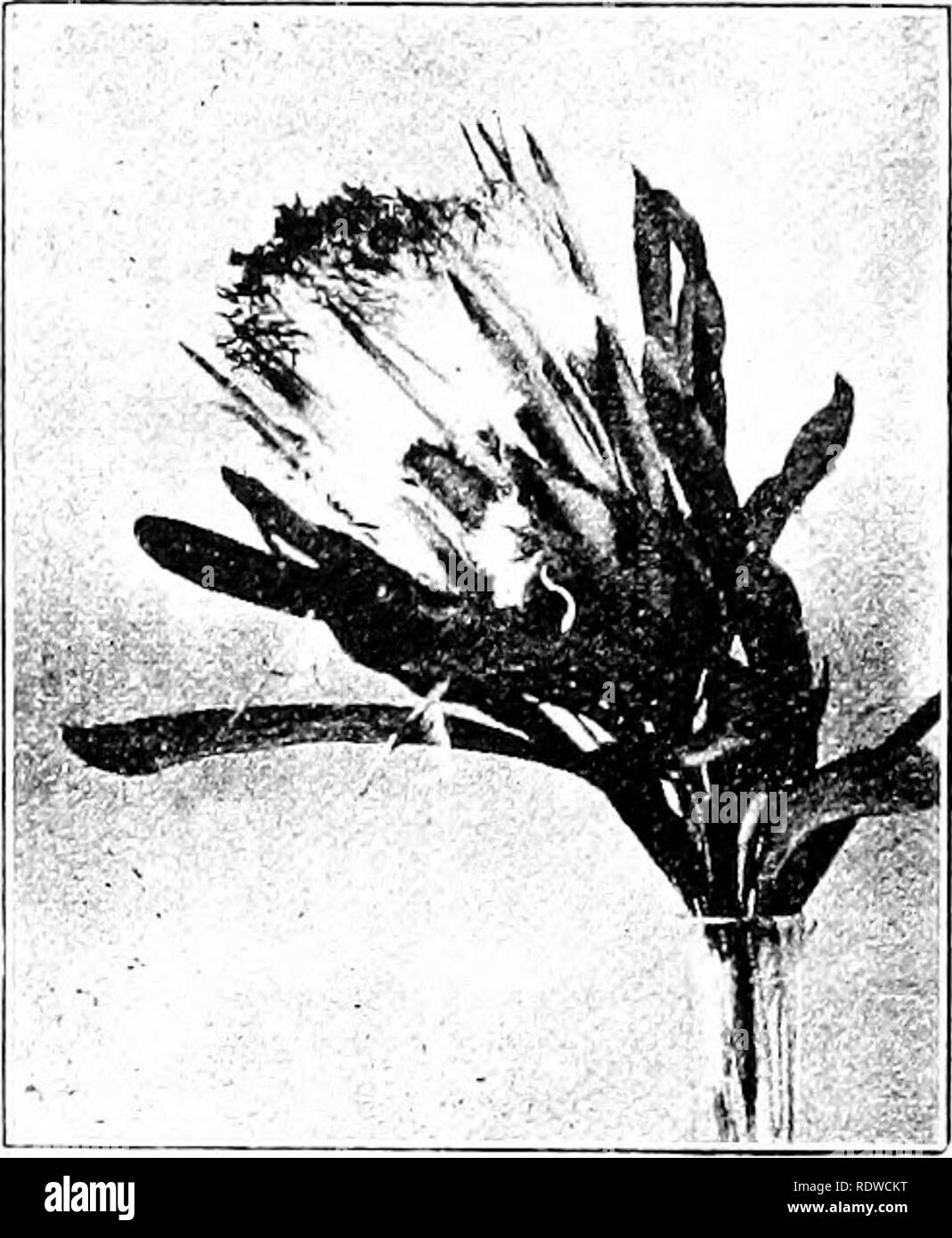 . Plants and their ways in South Africa. Botany; Botany. 290 Plants and their Ways in South Africa. F'IG. 261.—Protea macrophylla, R. Br. Leucospermum lacks the involucre that makes Protea conspicuous, but each flower is subtended by a well-developed bract. The claws of the peri- anth usually remain united or they may separate at the tips. The styles are deciduous and the fruit smooth. Trees or shrubs sometimes trailing. Flowers usually yellow (rarely red). About thirty species, mostly at the coast but ex- tending to Rhodesia. Mimetes has the habit of Leucospermum, but the flowers are reddish  Stock Photo