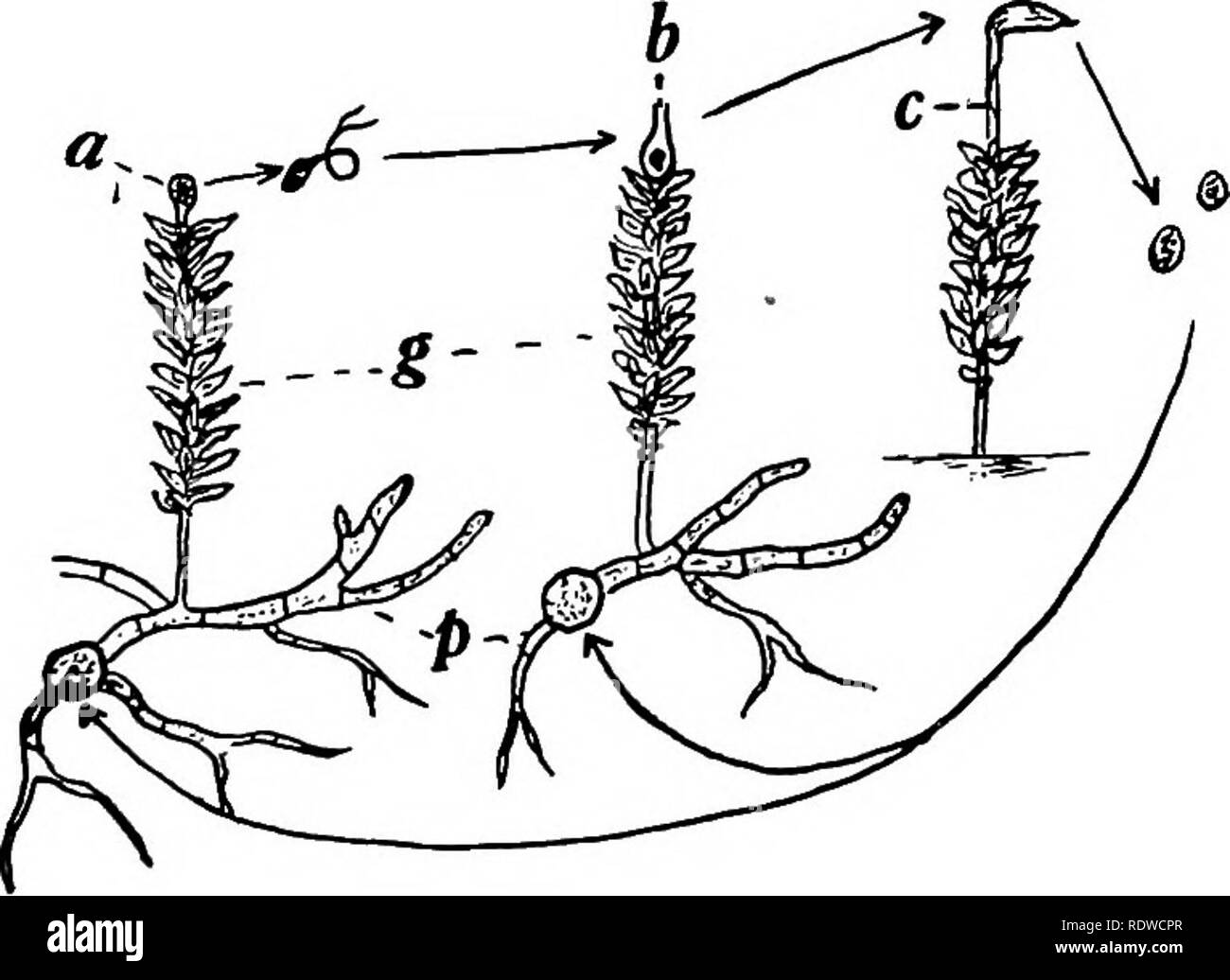 . Botany, with agricultural applications. Botany. TRUE MOSSES (BRYALES) 421 cycle as shown in Figure 376. The Alga-Uke filament called protonema is comparable to the thallus of the Marchantias, and the leafy plants to the gametophores. Although the leafy plants or gametophores of Moss are not all of the gametophyte, they are the conspicuous part of it, the protonemas being microscopic in size. One protonema may produce many buds, and, therefore, many gametophores. In Moss the two generations are more noticeable than in the Liverworts. The gametophytes with their leafy gametophores present more Stock Photo