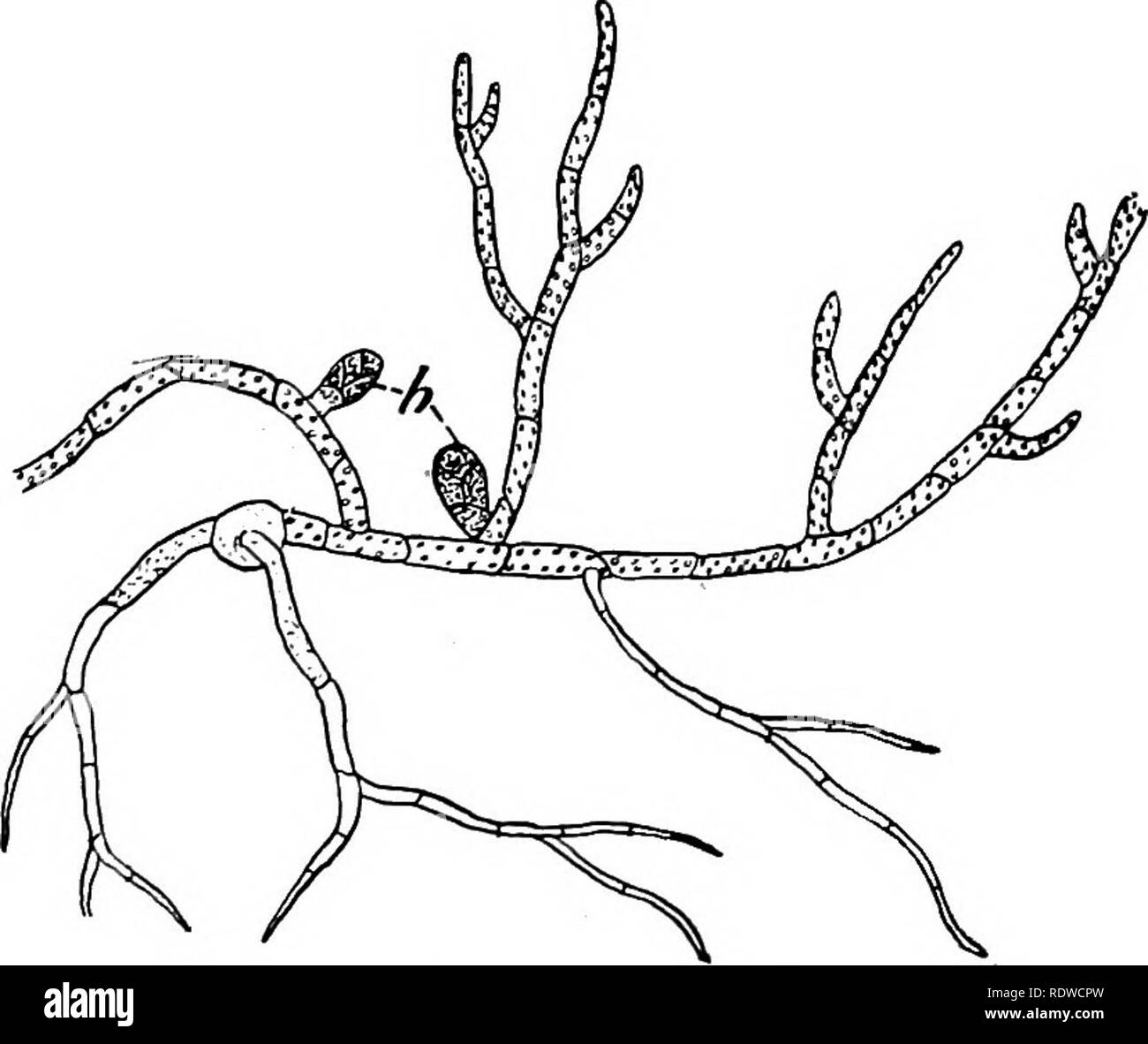 Botany, with agricultural applications. Botany. 420 BRYOPHYTES (MOSS  PLANTS) plants of some Mosses can be identified by a small terminal cup in  which the antheridia are produced. The antheridia produce numerous