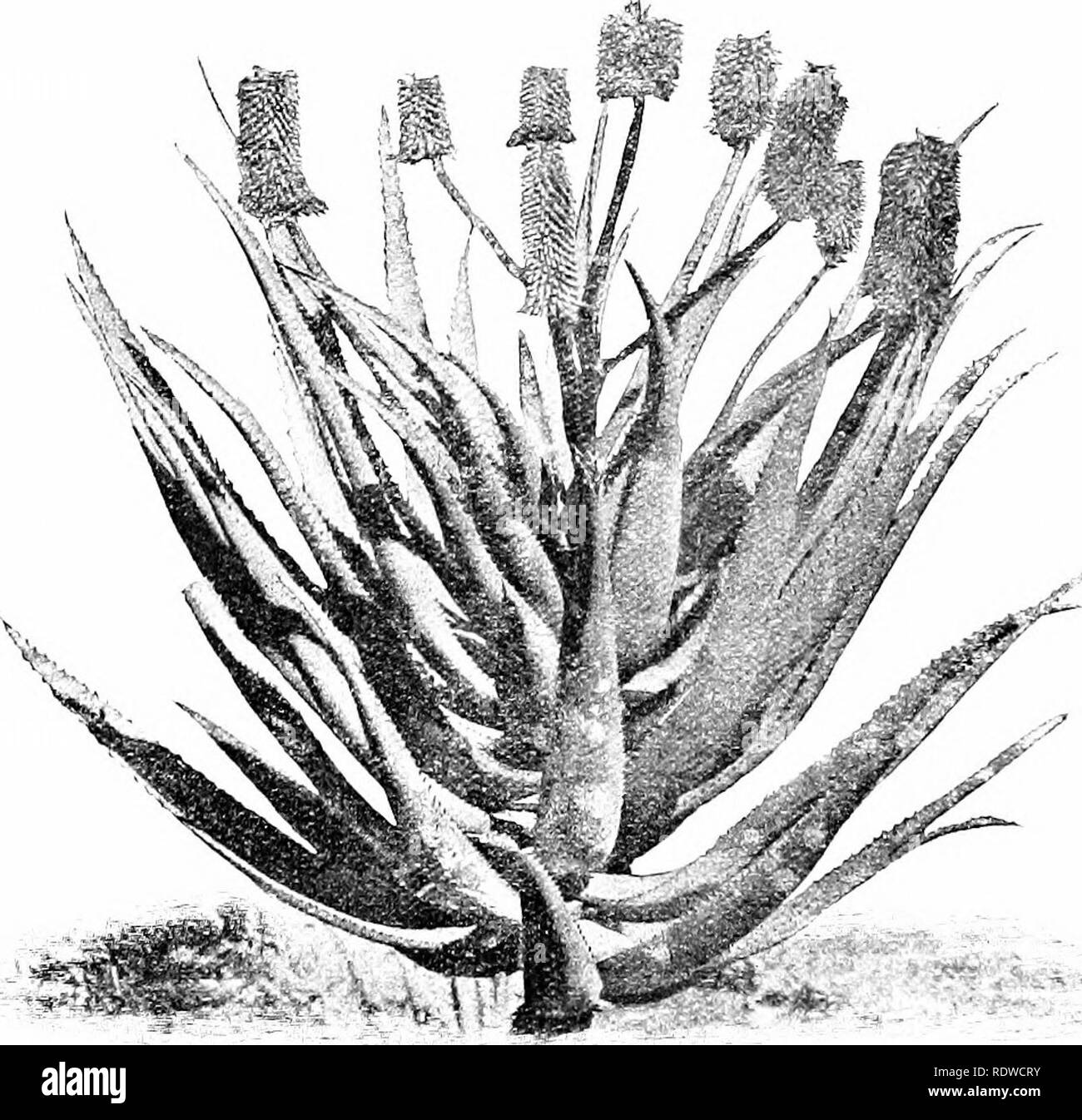 . Plants and their ways in South Africa. Botany; Botany. 256 Plants and ...