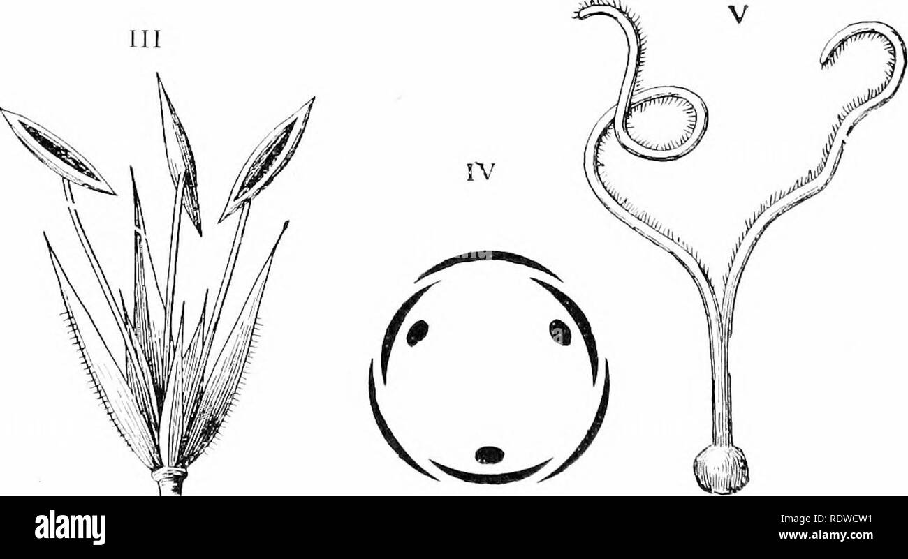 . Plants and their ways in South Africa. Botany; Botany. Fig. 226. —A'^m7?'c r/^.y^ii/tj/z/v,'1 hanb. I. ytamen-beariiig plant 1112). II. Pistil-bearing plant (112). 111. Staminate flower ( n 4). IV. Diagram of sta- raioate flower. V. Pistil ( x 4). (From I'Zdmonds and Marloth's &quot; Elementary Botany for .South Africa&quot;.). Please note that these images are extracted from scanned page images that may have been digitally enhanced for readability - coloration and appearance of these illustrations may not perfectly resemble the original work.. Stoneman, Bertha. London, New York, Longmans, G Stock Photo