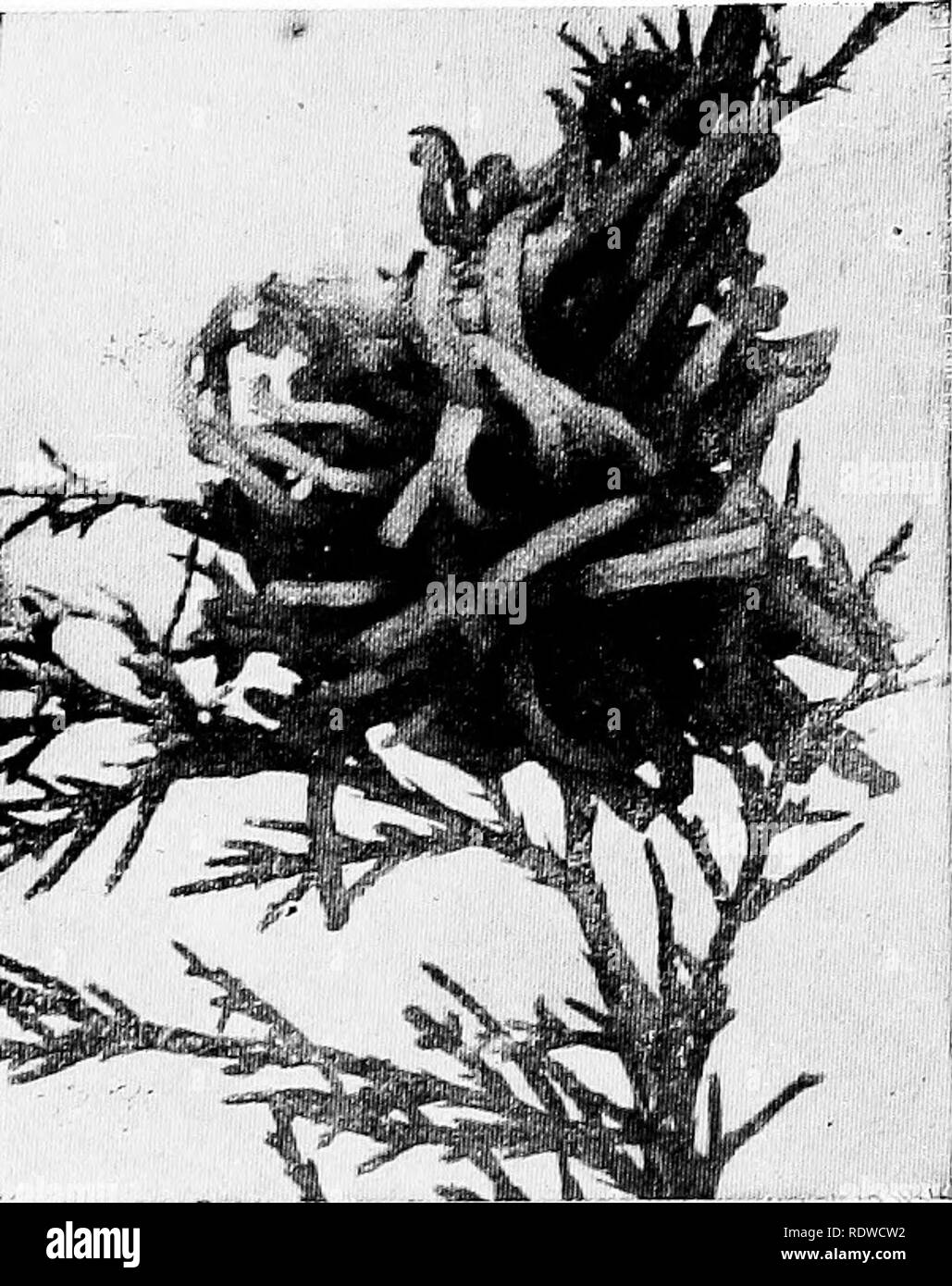 Botany With Agricultural Applications Botany 402 Thallophytes Disease On The Leaves And Fruit Upon The Apple Tree The Aecial Stage Is Produced And The Aeciospores Are Able To Attack The Cedar