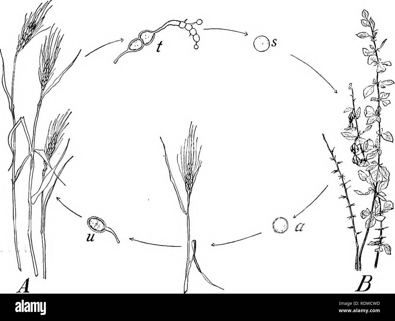 . Botany, with agricultural applications. Botany. Fig. 356. — Stage of the Wheat Rust on the Barberry bush, Berberis wlgaris. Left, leaf of Barberry, showing the affected areas which are red- dish, much thickened, and contain many cup-like depressions; right, a very much enlarged section through the affected area of the leaf, showing one of the cvips (c) with chains of aeciospores (X 200). The very small spores at (p) are the pycniospores.. Fig. 357. —Diagram showing the life cycle of the Wheat Rust. A, wheat plants; B, barberry bush; u, urediniospore; i, teleospore; s, basidiospores; a, aecio Stock Photo
