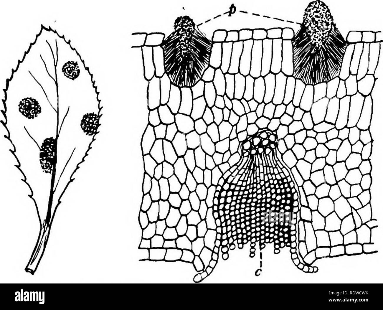 . Botany, with agricultural applications. Botany. BLACK RUST OF GRAIN (PUCCINIA GRAMINIS) 399. Fig. 356. — Stage of the Wheat Rust on the Barberry bush, Berberis wlgaris. Left, leaf of Barberry, showing the affected areas which are red- dish, much thickened, and contain many cup-like depressions; right, a very much enlarged section through the affected area of the leaf, showing one of the cvips (c) with chains of aeciospores (X 200). The very small spores at (p) are the pycniospores.. Please note that these images are extracted from scanned page images that may have been digitally enhanced for Stock Photo