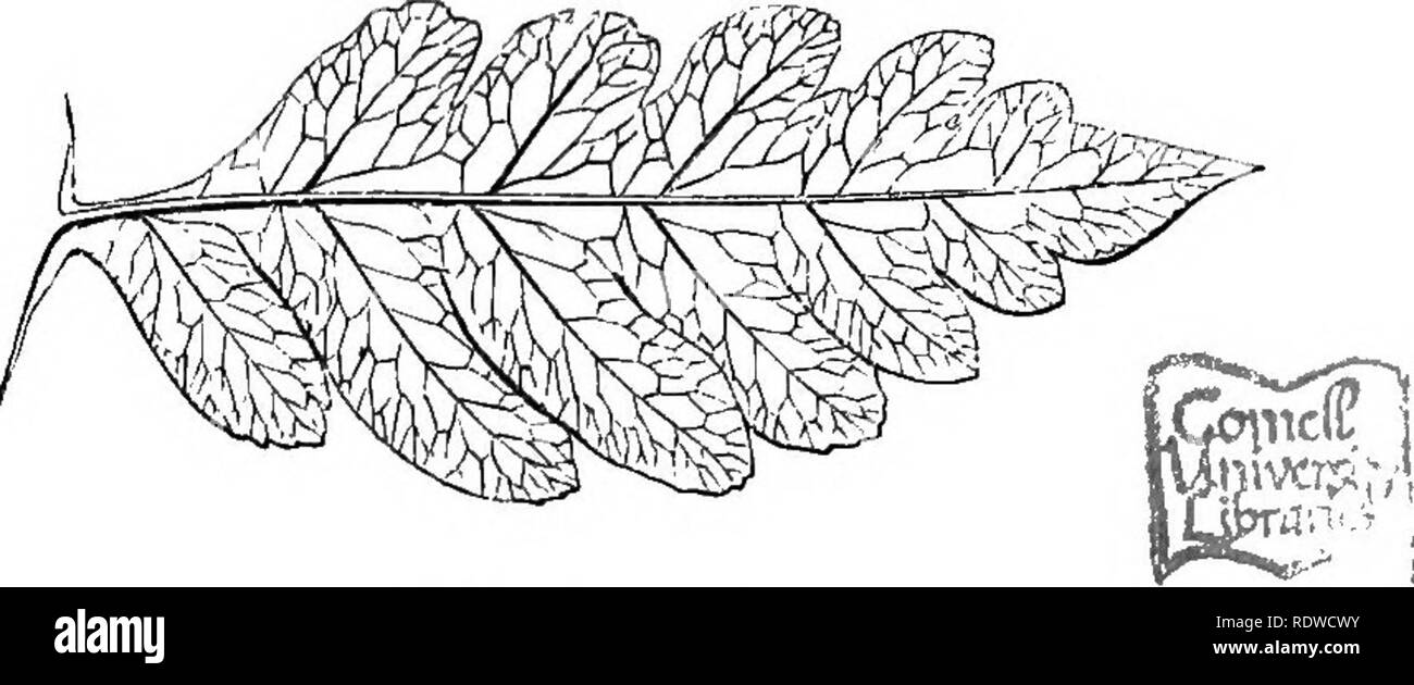 . A natural history of new and rare ferns: containing species and varieties, none of which are included in any of the eight volumes of &quot;Ferns, British and exotic,&quot; amongst which are the new Hymenophyllums and Trichomanes. With col. illus. and wood-cuts. Ferns. Pinna of barren Frond. PTERIS AREOLATA. Lowe. I'LATJ-: LVII. LHobrocJiia areolata. MooEB. Pleris—Brake. Areolata—Name in reference to tlie areoles. In the Section Litobkochia of Authors. A NEW and rare species, introduced by Mr. E.. Sim, of Foot's Cray, having been raised from East Indian spores in 1858. It is considered by Mr. Stock Photo