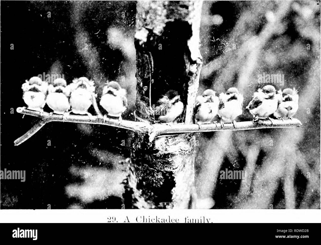 . Bird studies with a camera : with introductory chapters on the outfit and methods of the bird photographer . Birds; Photography of birds. 58 I!li;i» STUDIKS WITH A CAMEKA caterpillars had been dovoured by this (nie family of birds. Not less remarkable than the number of yomig— anil no bo(jk that I have consulted records so large a bi-o()d—was their condition. N&lt;^t only did they all aj)iira,r lusty, but they seemed to be about equally devehjped, the slight difference in strength and size which existed being easily attributable to a differ-. ence in age, sinne interval doubtless having elap Stock Photo