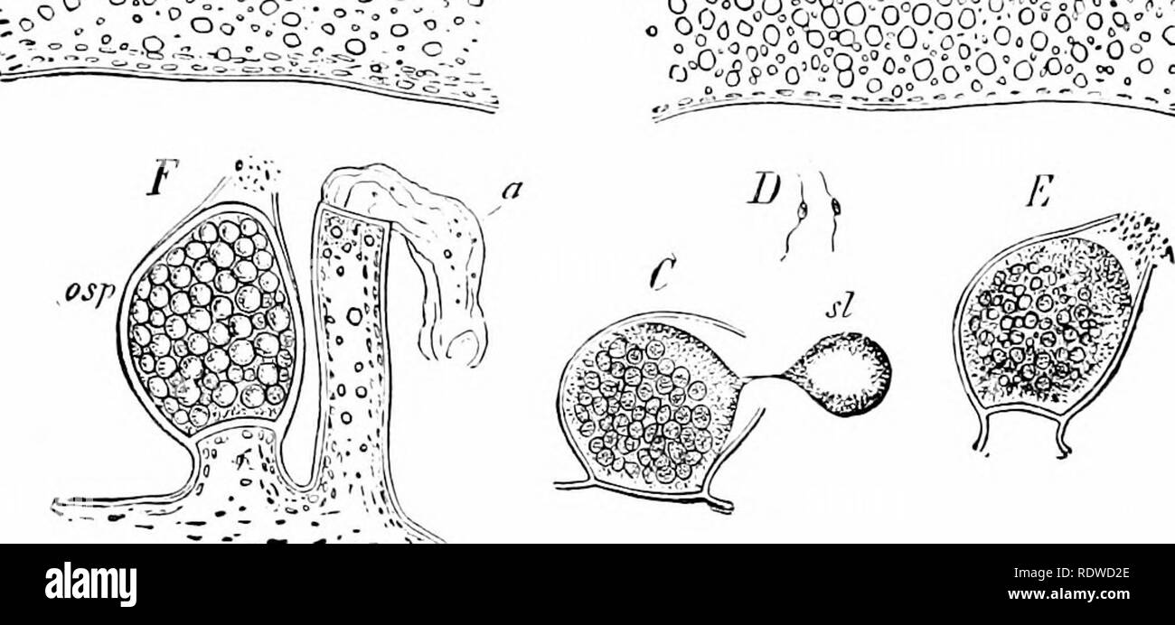 . Plants and their ways in South Africa. Botany; Botany. wmmmm P„o9S.9'9 o;^|l^:^5lg^o;cf^5^^.. Fig. 195.—V^aucheria. A, B, formation of nntheridia and oogonia ; /?, male branch ; .;, antheridium ; os:, oogonium ; C, oogonium opening to exude the drop of mucilage, f/ : D, spermatozoids : E, spermatozoids entering oogonium : F, (/, an empty antheridium ; osp, oogonium with oospore or fertilized oo.-pherc (magnified), (.fter Goebel and Pringshein.) as having no root, stem or leaves, and in having one-celled fruiting organs. It may be divided into three subdivisions. A. Alg.b.—Most of the plants Stock Photo