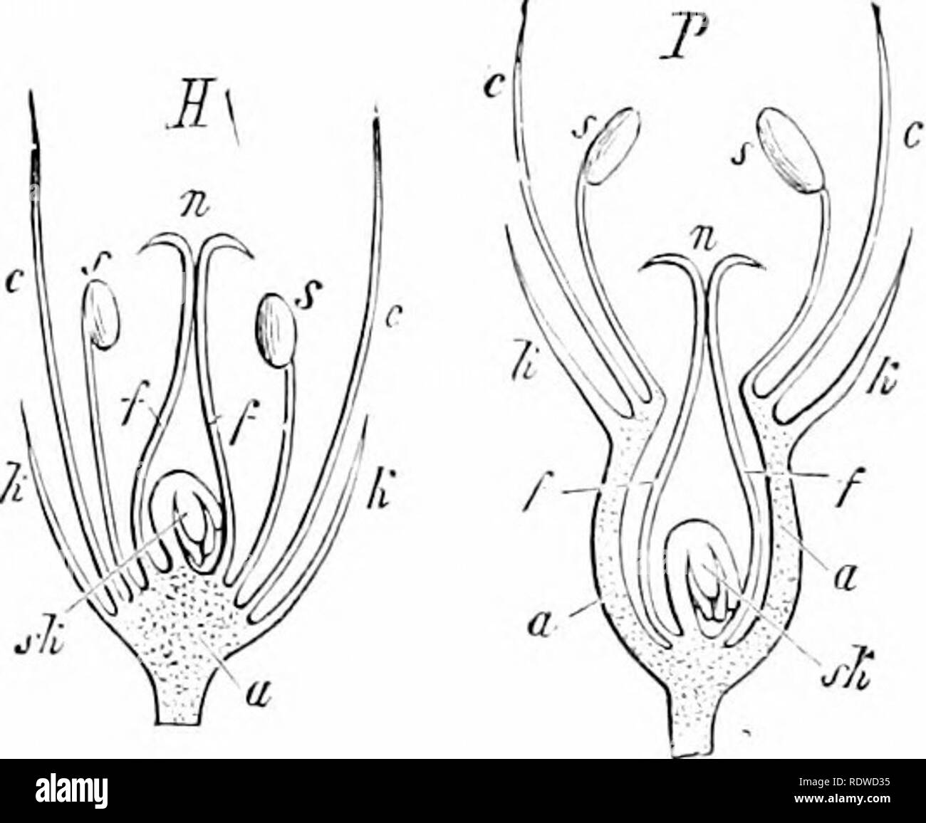 Reproductive parts of a flower Black and White Stock Photos & Images