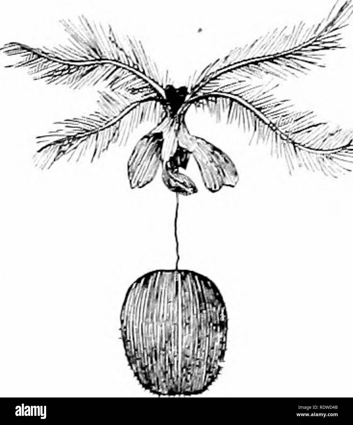 . Plants and their ways in South Africa. Botany; Botany. '&gt;-^. Fig. 183.—Ripe seed of Epilobinm^ FiG. 184.—Leuaidendron argen- with coronet of hairs (magnified). teum^ R. Br. Nut witil persist- (Froni Tlloin^ and Bennett's ent style and calyx, the latter &quot; Structural and Physiological split at its base and prevented Botany &quot;.) fromslipping ofTby the knobby stigraa. (From Edmonds and Marloth's &quot; Elementary Bo- tany for South Africa&quot;.) plant and remain there they would have a hard struggle for existence in soil already exhausted. The flowers of Albuca hang downward and pro Stock Photo