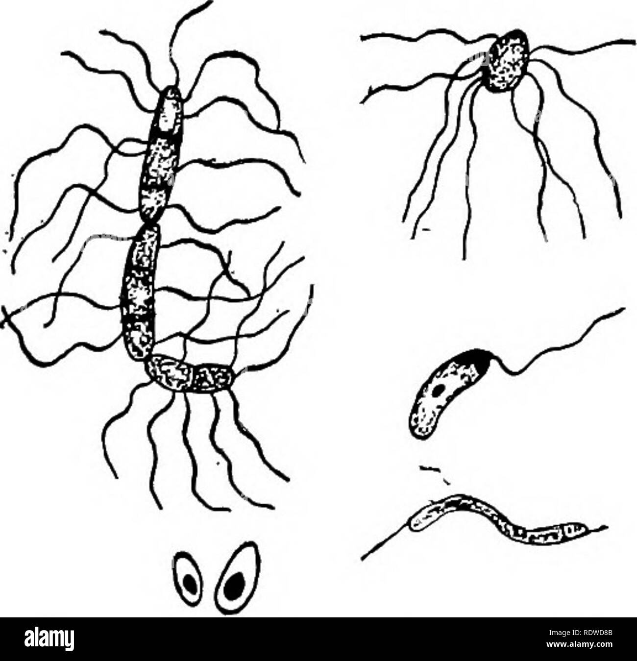 . Botany, with agricultural applications. Botany. 342 THALLOPHYTES. Many of the Bacteria are provided with cilia or terminal flagella, which enable them to move about independently. The ciUa are distributed over the body in various ways and are extremely difficult to detect. Some of the motile forms are quite active and motiUty is one of the fea- tures suggesting that Bacteria are animals. Their cell walls are more or less slimy, and their protoplasm is not definitely or- ganized into nucleus and cyto- plasm. These features with their power of resistance suggest a relationship with the Blue- g Stock Photo