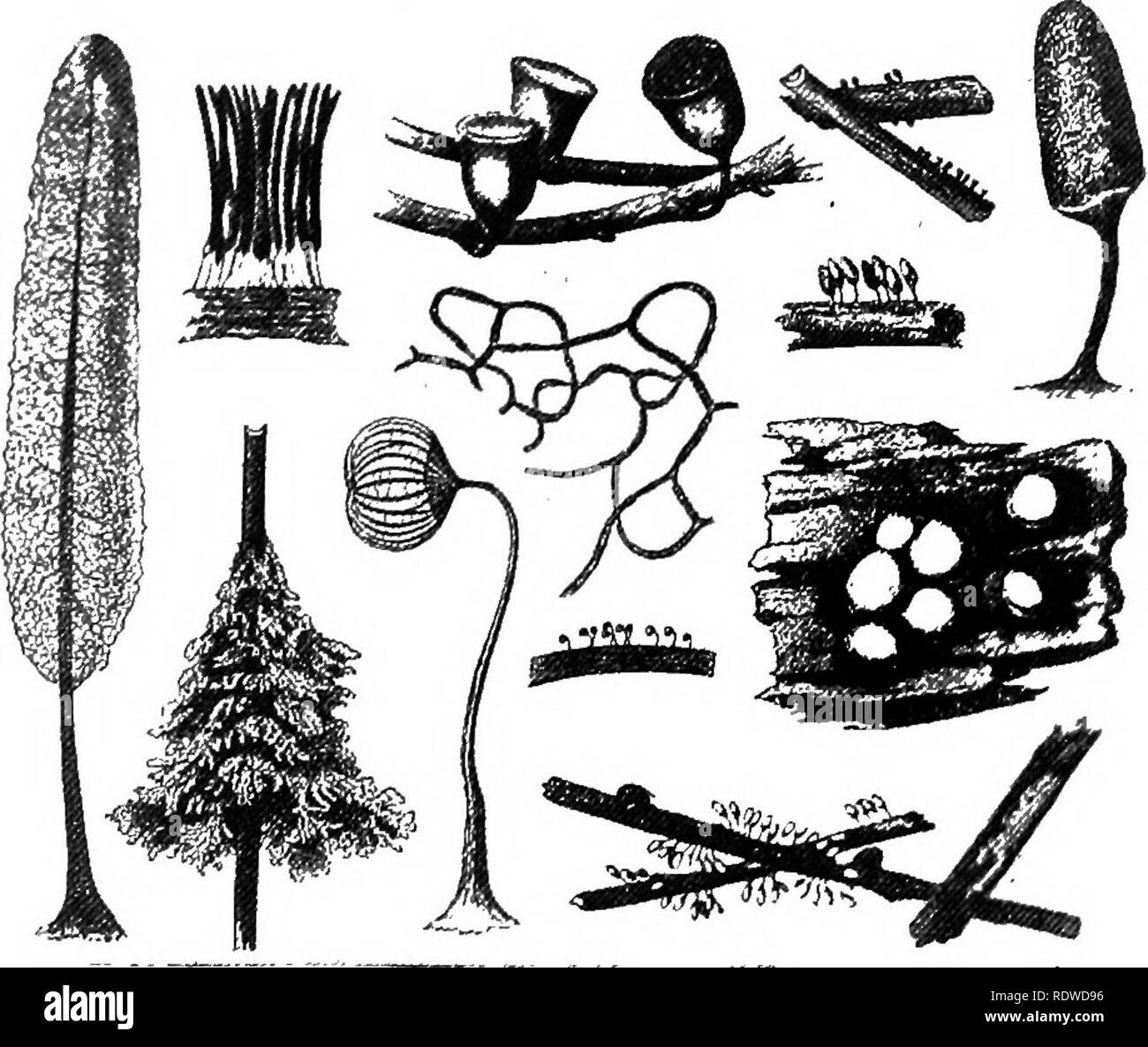 . Botany, with agricultural applications. Botany. 338 THALLOPHYTES structures, varying in shape according to the species, the remain- ing protoplasm of the Plasmodium passes until they are filled. Often nearly the entire Plasmodium is used in forming and filling. Fig. 290. — Various Myxomycetes, showing various types of sporangia. The large sporangium at the left and the third one from the left, below, have shed the spores, and the capillitium, the lace-like framework of the sporangium, is plainly visible. The larger ones are larger than natural size, the smaller ones are reduced. From Kerner. Stock Photo