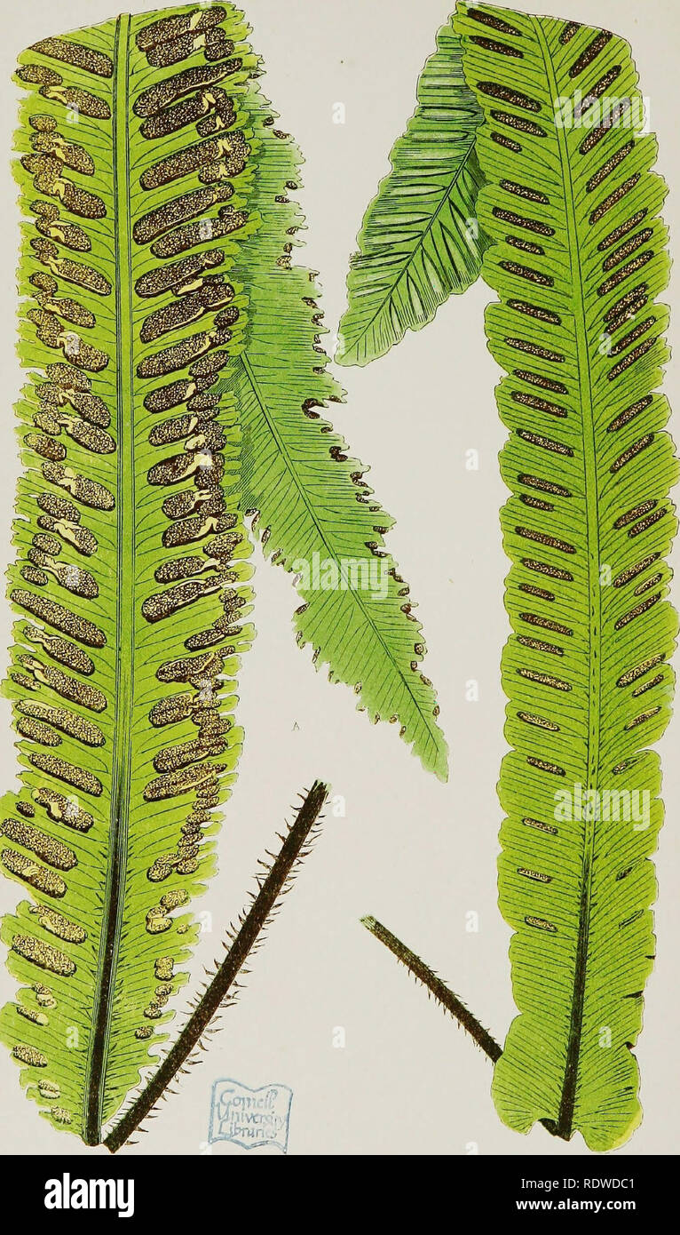 . A natural history of new and rare ferns: containing species and varieties, none of which are included in any of the eight volumes of &quot;Ferns, British and exotic,&quot; amongst which are the new Hymenophyllums and Trichomanes. With col. illus. and wood-cuts. Ferns. ?COLOP S:-!DKID M V Q L G A H il, V. i J B M A R'i 1 N A T U M. B.—B, VULGARIS, V. JlIGOaUM. XXIV. Please note that these images are extracted from scanned page images that may have been digitally enhanced for readability - coloration and appearance of these illustrations may not perfectly resemble the original work.. Lowe, E.  Stock Photo