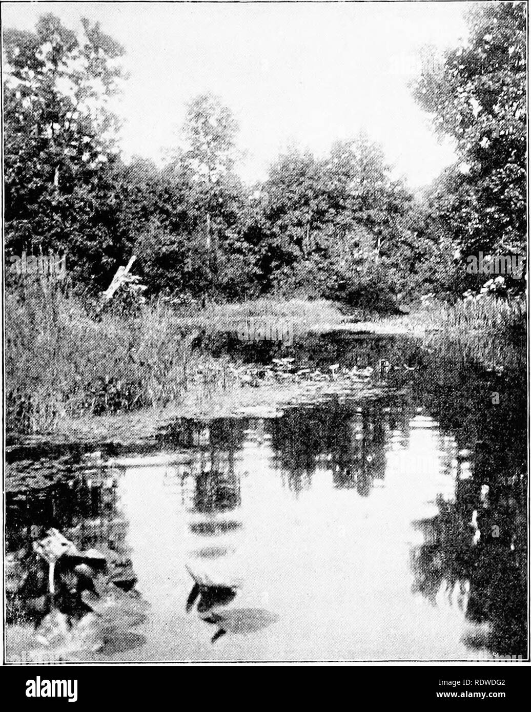 . Elementary botany. Botany. ZONAL DISTRIBUTION OF PLANTS. 407 overhanging willows. On the left, pond-weeds (Potamogeton natans) and the yellow water lily, or spatter-dock (nuphar),. Fig. 500. Yellow water lily ou jutting arm in stream. (Photograph by the author.) float their leaves and flowers on the quiet water, while the small yellow flowers of the mud plantain (Heteranthera graminifolia) glitter in the sunlight. The arrow-leaf (Sagittaria heterophylla,. Please note that these images are extracted from scanned page images that may have been digitally enhanced for readability - coloration an Stock Photo