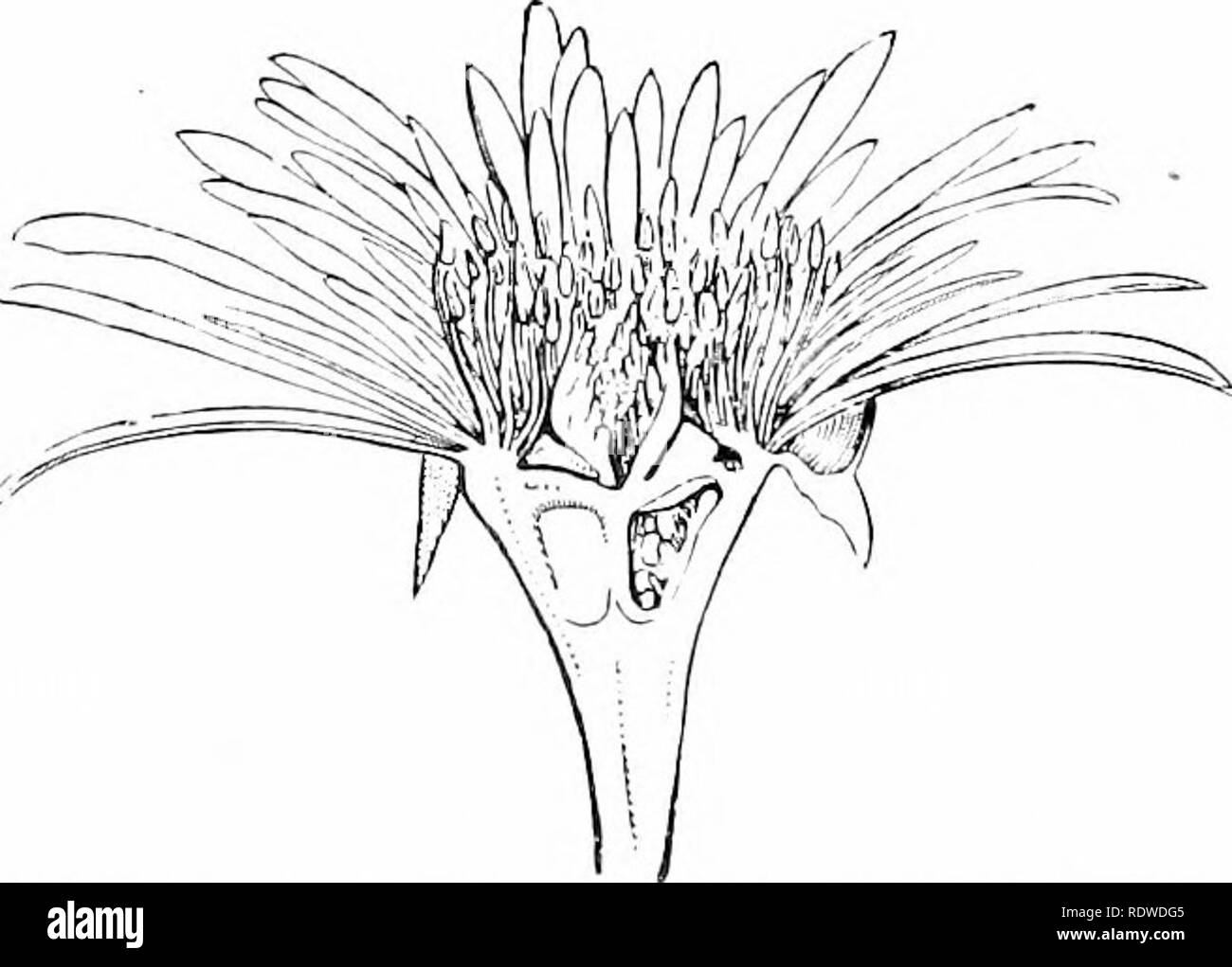 . Plants and their ways in South Africa. Botany; Botany. Fig. 131.—Peach. Vertical section of Bovver. (From Henslow's &quot;South African Flowering Plants&quot;.) and again beyond the stamens, so that they are separated from the pistil. The thalamus may be swollen into a disk, as in Adenandra, Tecomaria, and Plumbago. Where there are many ovaries, as in the strawberry, it is much enlarged.. Fig. 132.—Mesevibrianthemum. Vertical section of flower. (From Hens- low's &quot; .South African Flowering Plants &quot;.) In some flowers the receptacle grows up in a tube around the ovary and bears the pe Stock Photo