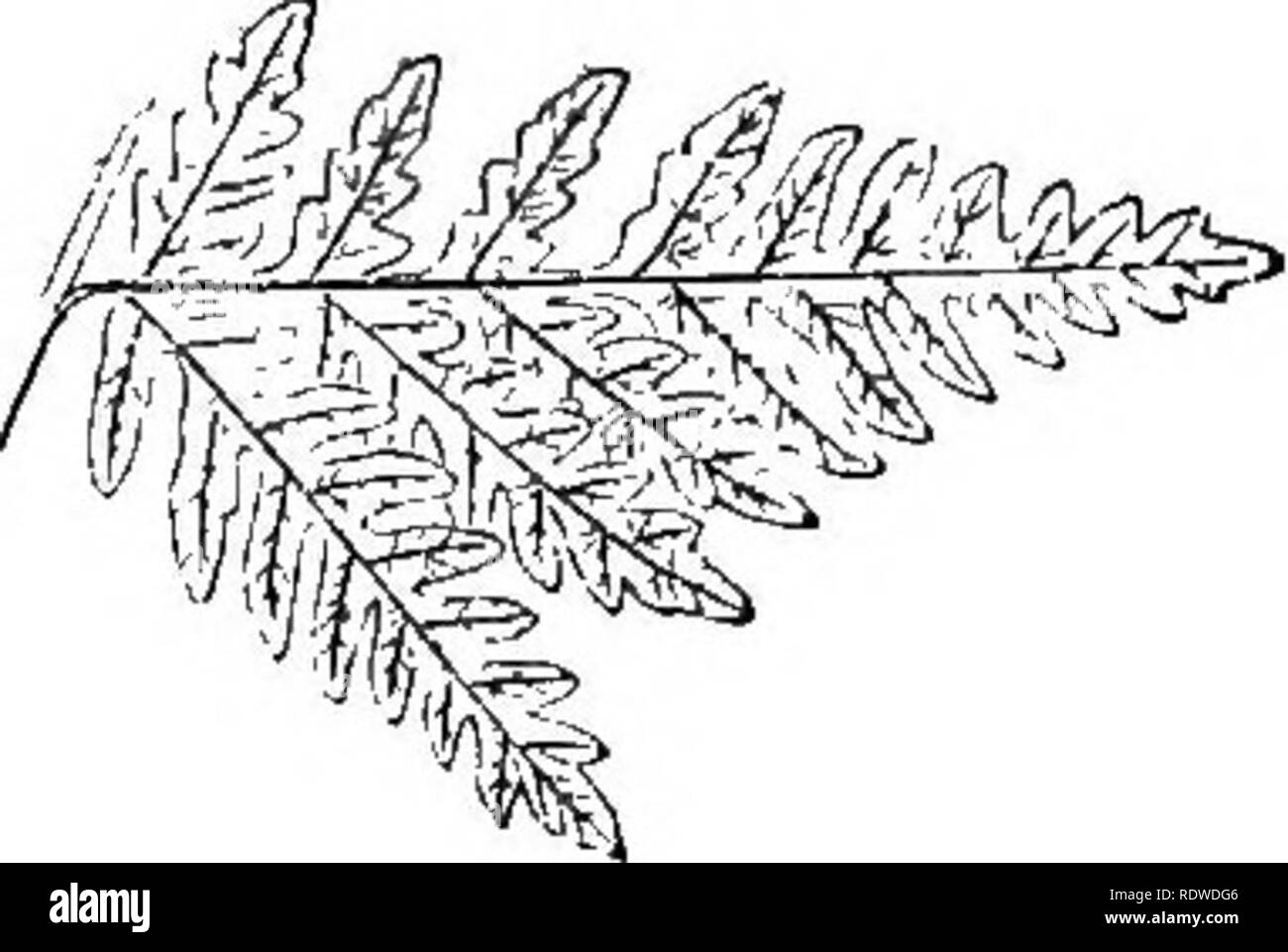 . A natural history of new and rare ferns: containing species and varieties, none of which are included in any of the eight volumes of &quot;Ferns, British and exotic,&quot; amongst which are the new Hymenophyllums and Trichomanes. With col. illus. and wood-cuts. Ferns. Lowest pinna—upper side. CHEILANTHES BOKSIGIANA. Reiciienbach. PLATE XVI. — A. Ckeilant/ies—From cheilos—a. lip, and anthos—a. flon'cr, in reference to the form of the indusium. Borsigiana— p One of the most beautiful Ferns of recent introduction, dwarf-growing, and to all appearance somewhat delicate. Quite new, and very rare. Stock Photo