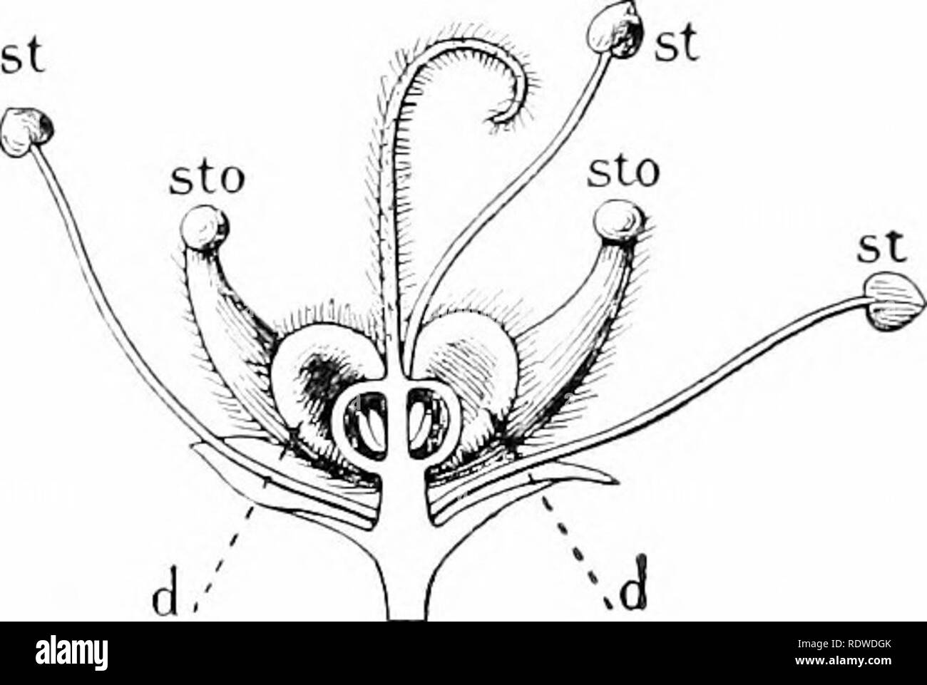 . Plants and their ways in South Africa. Botany; Botany. Stamens of Cyandla ca- Fig. 129.—.Section through flower of Barosma oxnulafa, Hook., after the removal of the petals (magnified) ; st, fertile stamens ; ^to, barren stamens (staminodes) ; rf, lobes of disk. (From Edmonds and Marloth's '' Elementary Botany for .South Africa &quot;.) base of the anthers (basifixed). In Jasmine the filaments ex- tend between the anthers (adnate) In grasses and in BuUn&gt;iella the filaments are so joined to the centre of the anther at the back that they easily swing (versatile). Versatile anthers are fre- q Stock Photo