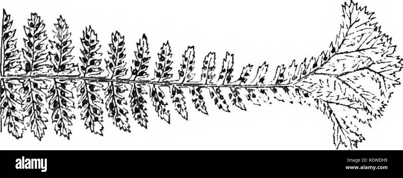 . A natural history of new and rare ferns: containing species and varieties, none of which are included in any of the eight volumes of &quot;Ferns, British and exotic,&quot; amongst which are the new Hymenophyllums and Trichomanes. With col. illus. and wood-cuts. Ferns. Fertile pinna—umlcr Fide. ASPLEXIUM riLIX-F(EM]NA, Vau. Corymbiferum. PLATE XV. Asphnimn—Spleenwort. Filix-foemina—Female Fern. Corymbiferum—From corymhus—a corymb, and fero—to bear. In the Section Athyrium of Authors. This most charming multificl variety of the &quot;Lady Fern&quot; was found in Guernsey, one of the Channel Is Stock Photo