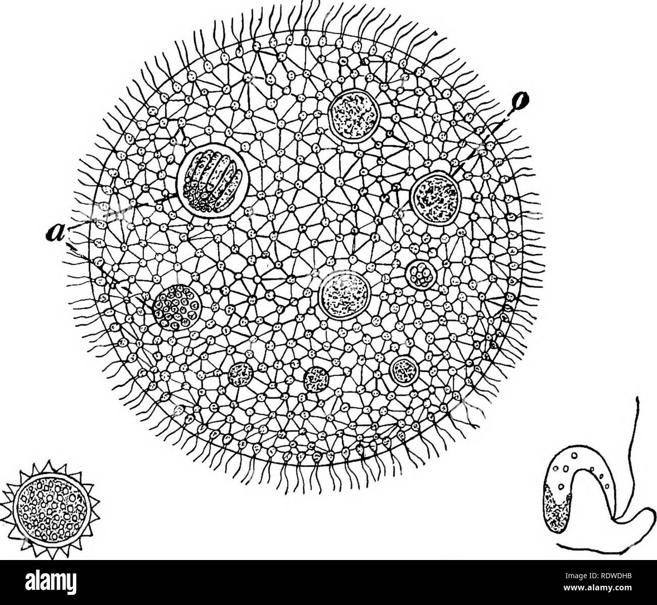 Volvox cells Black and White Stock Photos & Images Alamy