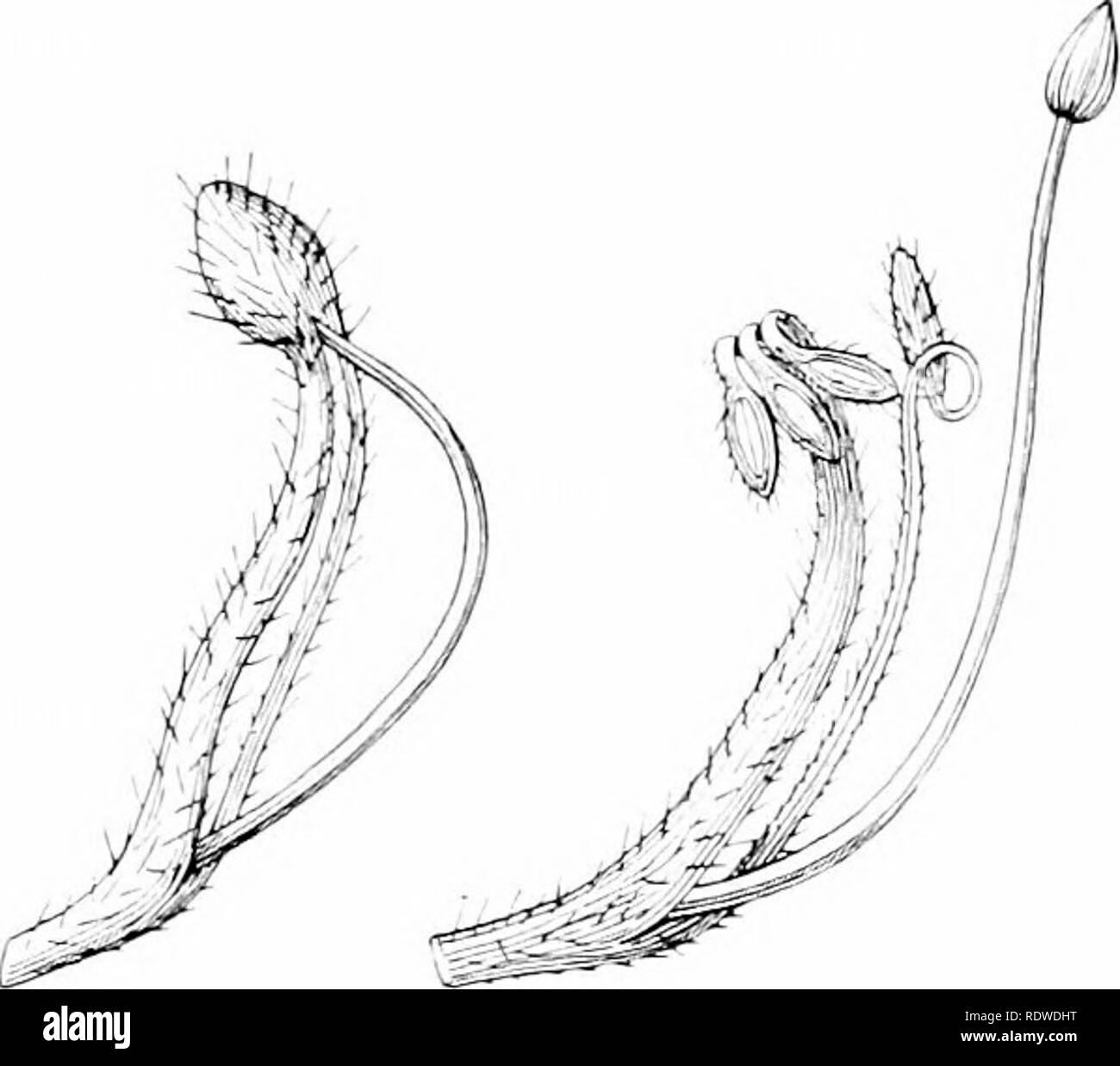 . Plants and their ways in South Africa. Botany; Botany. Flowers and