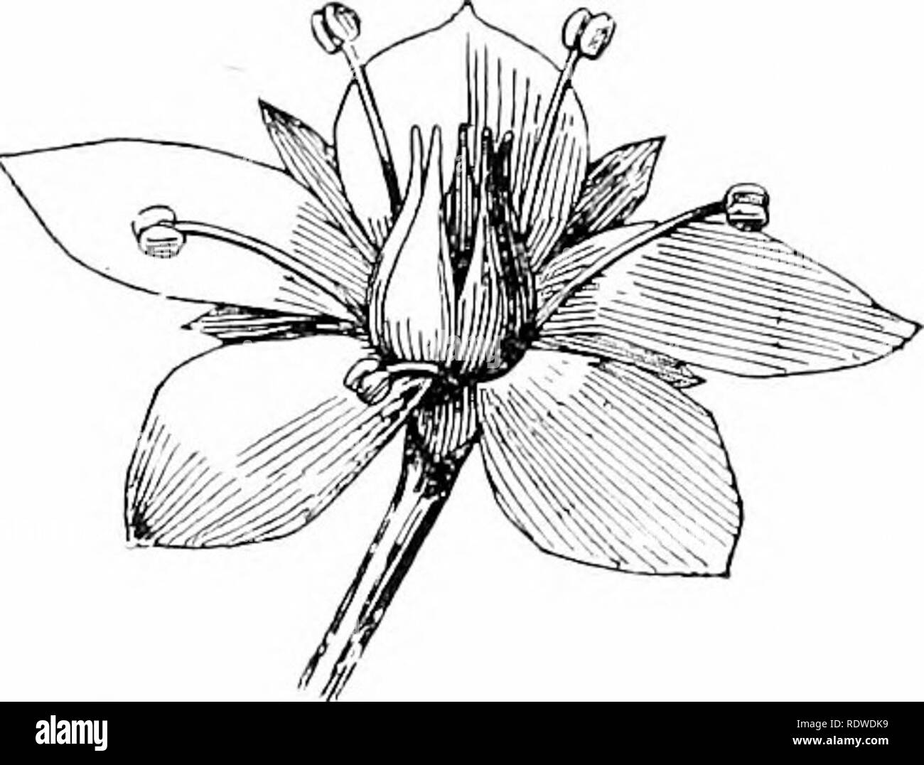 . Plants and their ways in South Africa. Botany; Botany. 132 Plants and ...