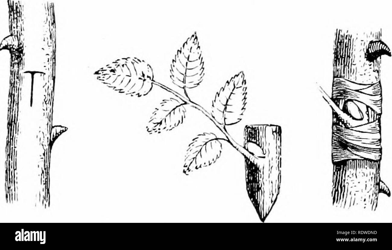 . Plants and their ways in South Africa. Botany; Botany. Fig. 109.—Grafting ; d, the stock to which the graft is attached. The various elements in the process of budding. (From ThomiJ and Bennett's &quot;Structural and Physiological Botany&quot;.) Vegetative reproduction is sure and economical, a disad- vantage arises from the close crowding of new plants,. Please note that these images are extracted from scanned page images that may have been digitally enhanced for readability - coloration and appearance of these illustrations may not perfectly resemble the original work.. Stoneman, Bertha. L Stock Photo