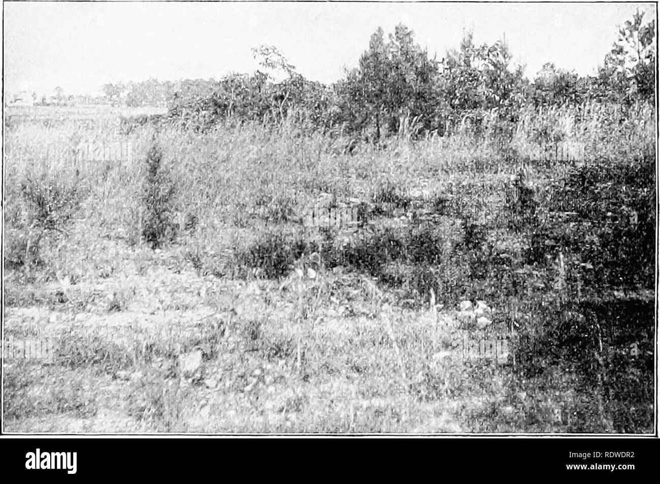 Land crab soil Black and White Stock Photos & Images - Alamy