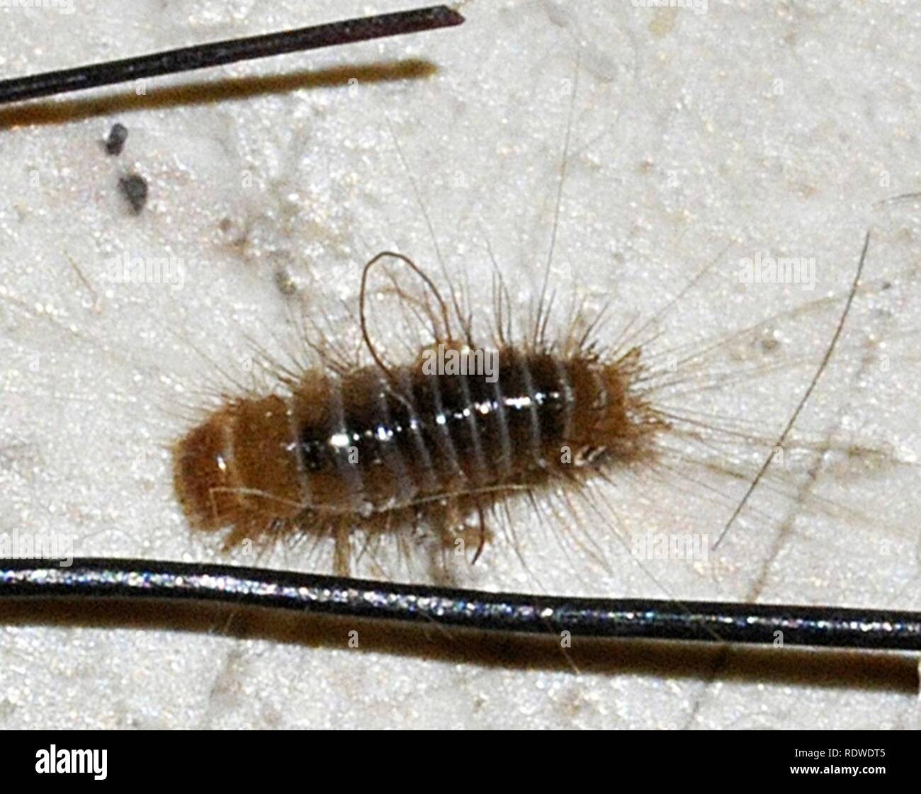 Anthrenus-sp-larva-01-fws. Stock Photo