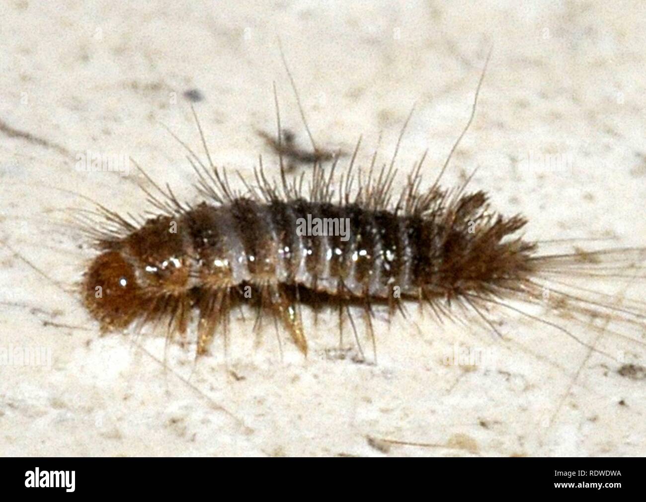 Anthrenus-sp-larva-03-fws. Stock Photo